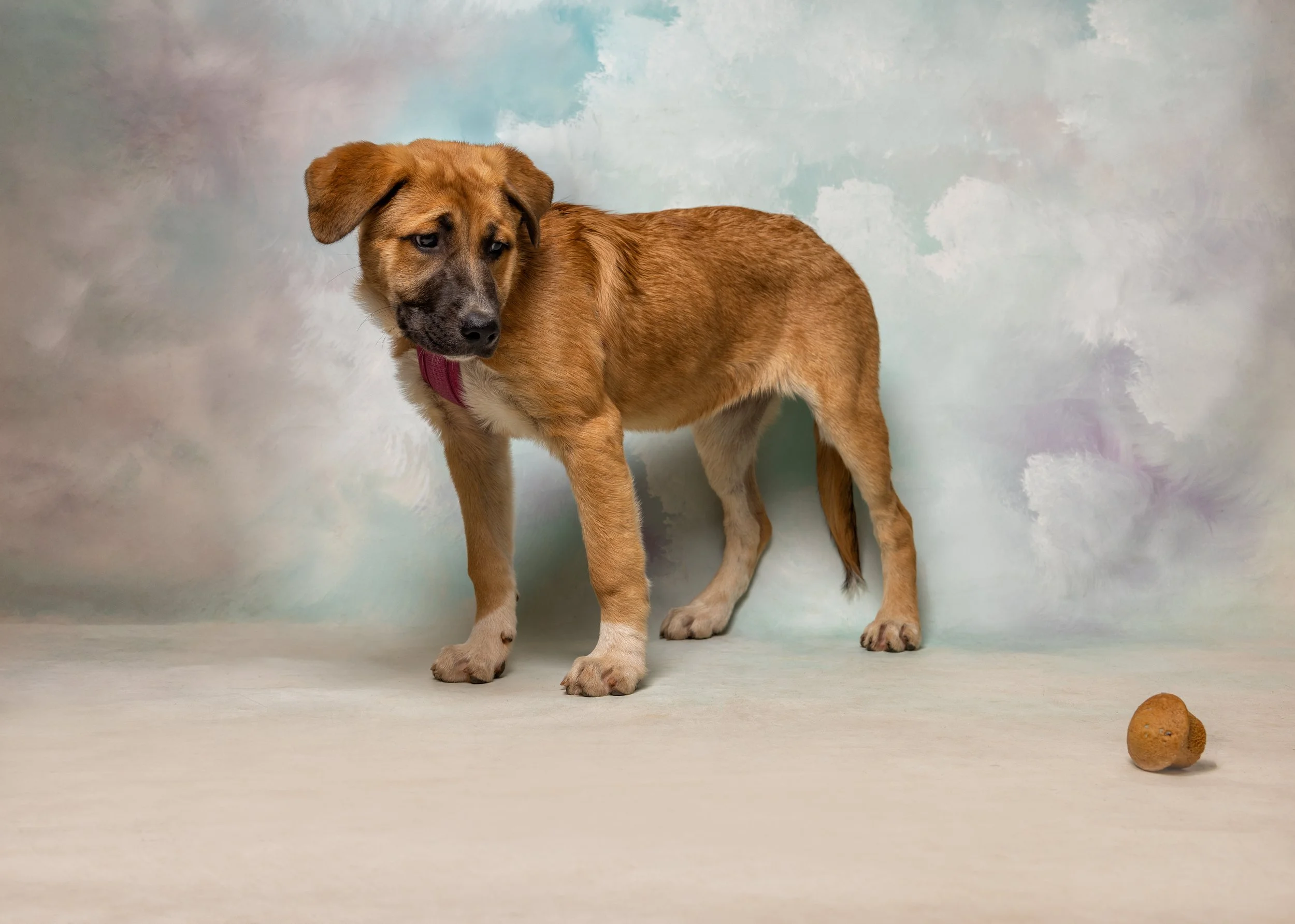 FurFriendsFotography-0081.JPG