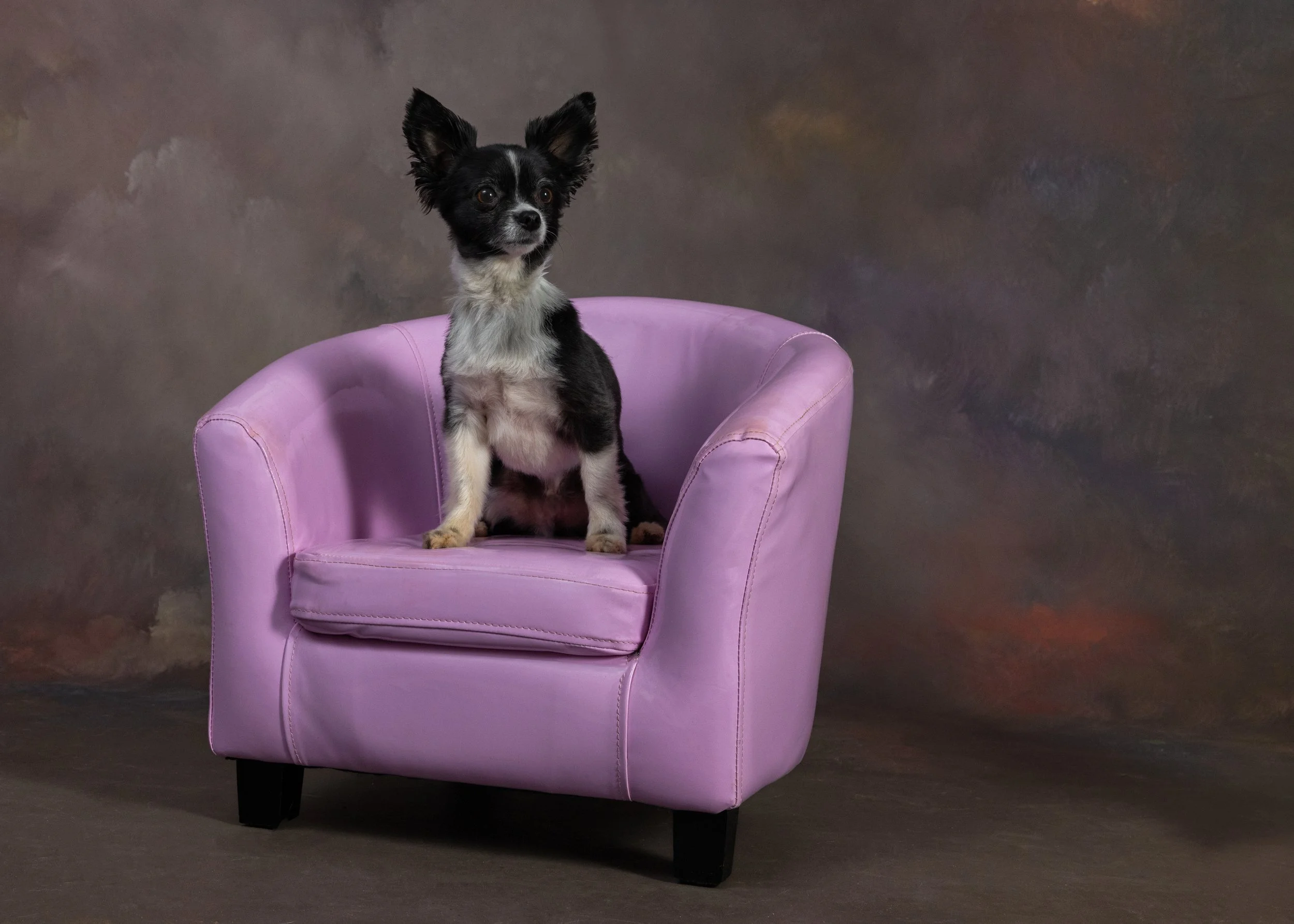 FurFriendsFotography-0090.JPG