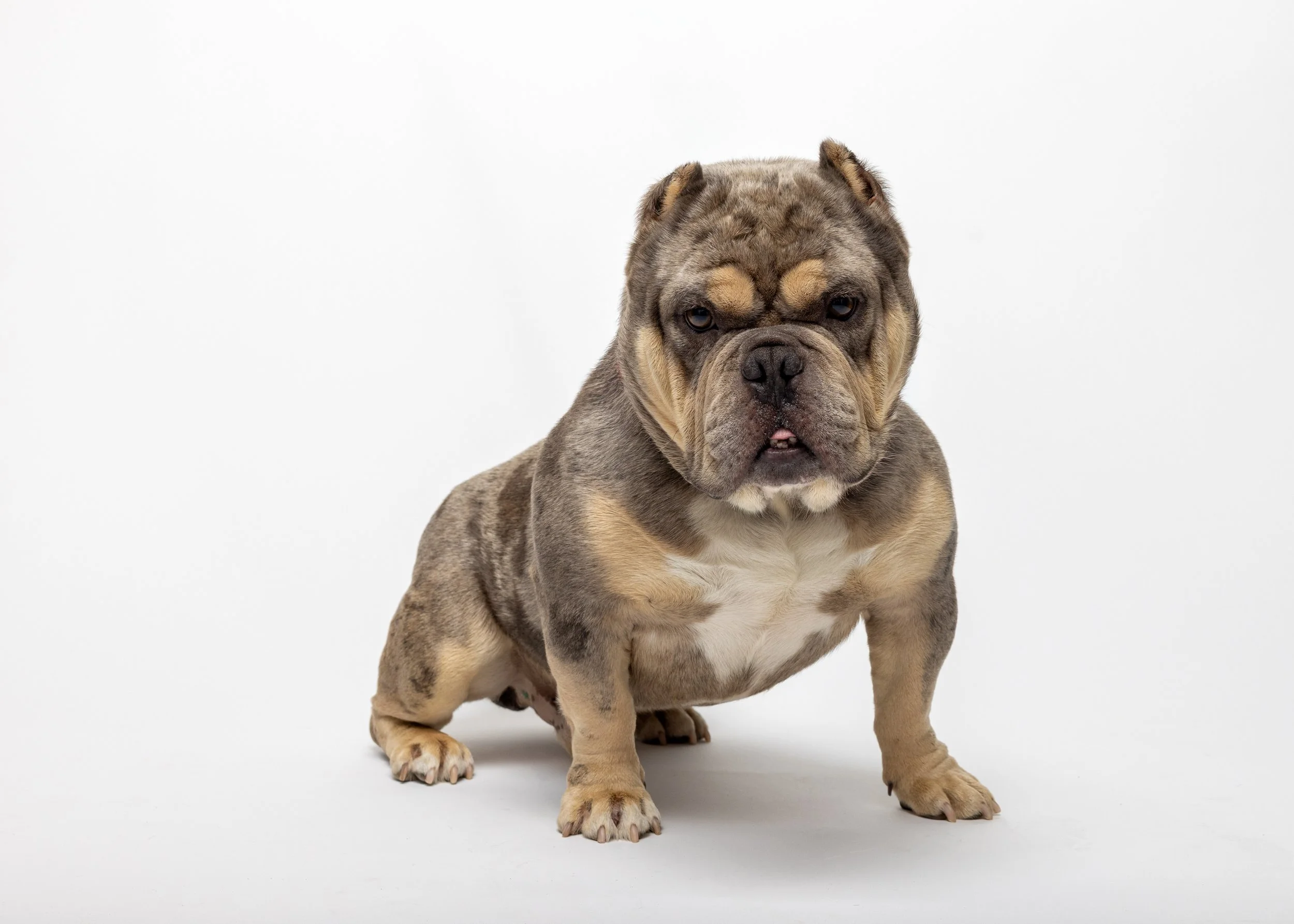 FurFriendsFotography-0087.JPG