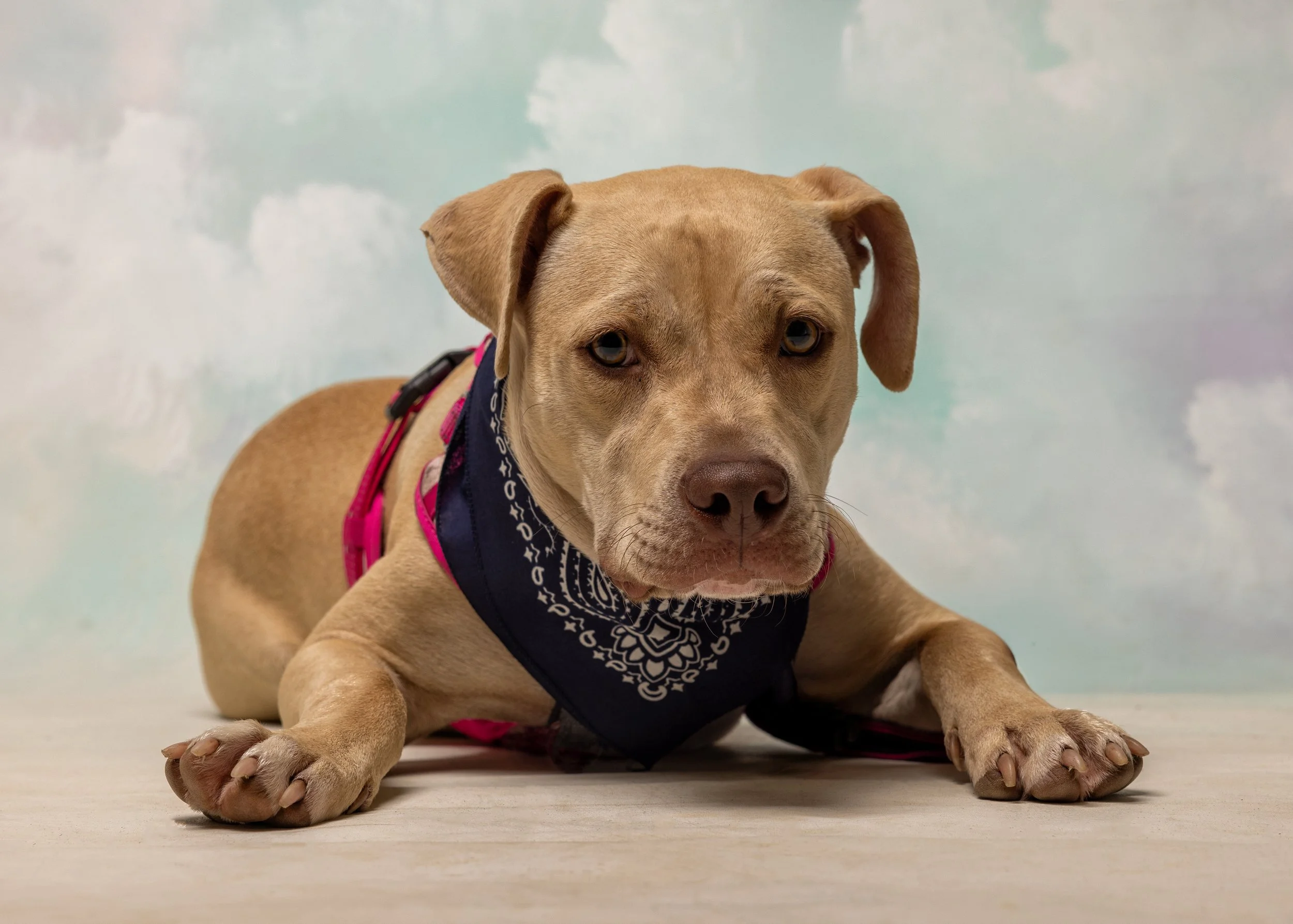FurFriendsFotography-0080.JPG