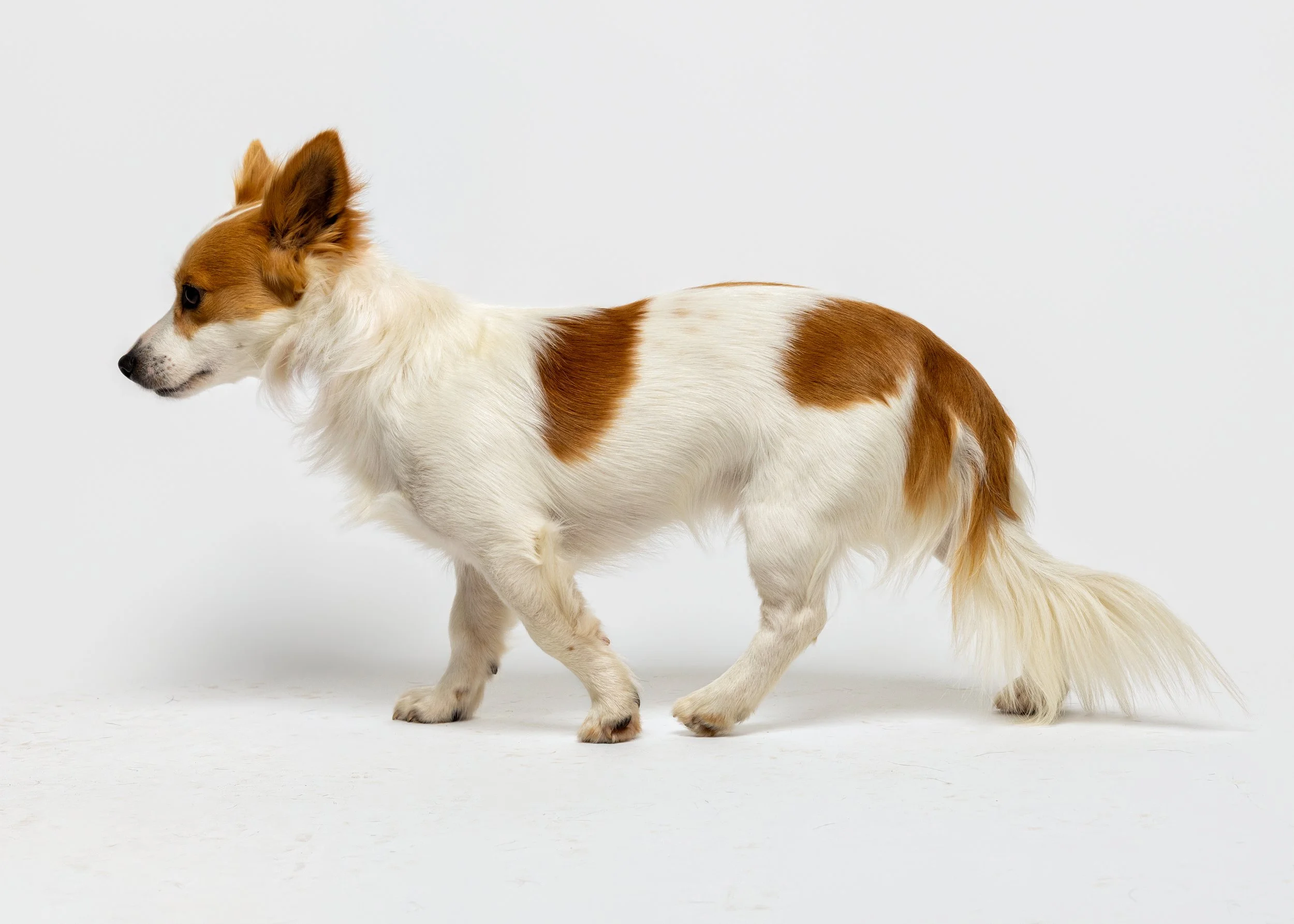 FurFriendsFotography-0088.JPG