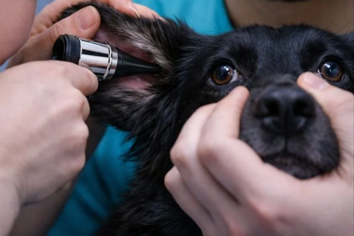 Veterinarian Examining Canine Ear Canal