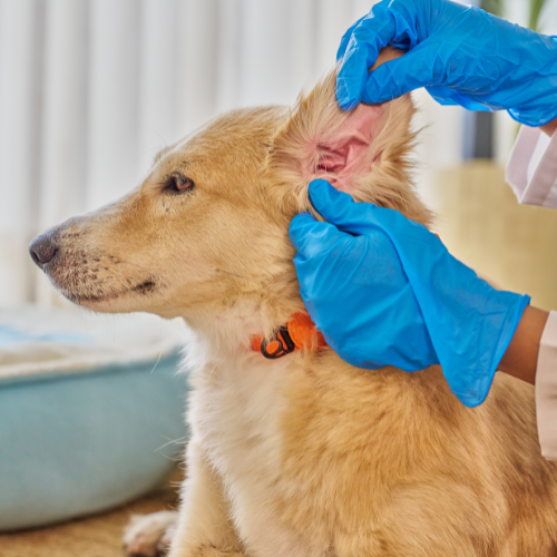 Veterinarian Examine Allergy Dog Inflamed Ear