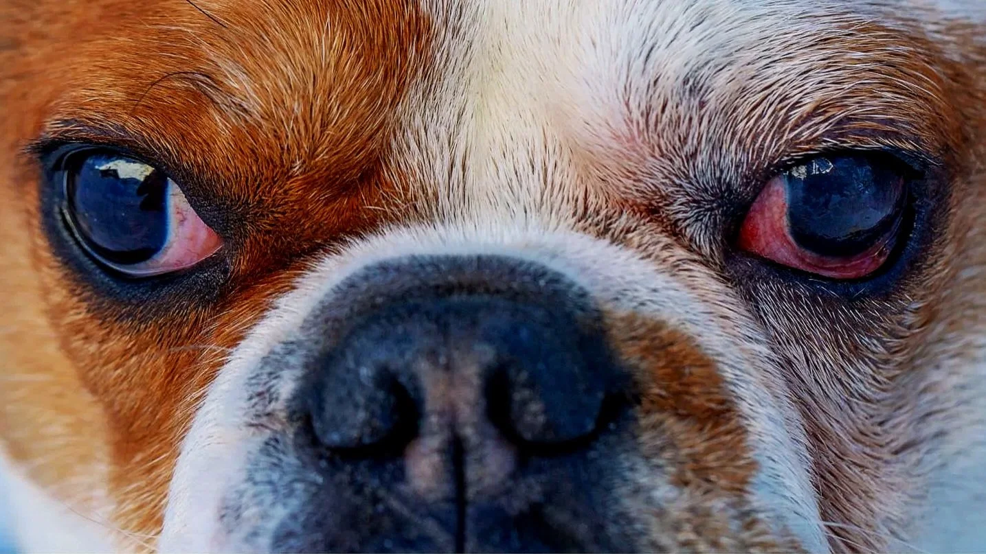 French Bulldog Red Eyes