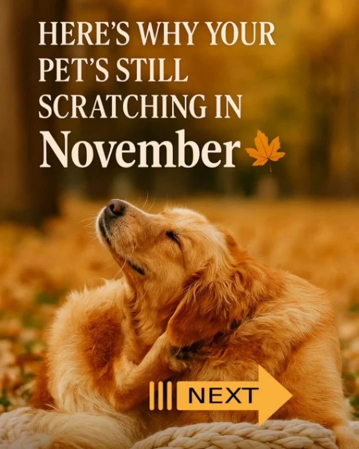🍂 It&rsquo;s November&hellip; the leaves are almost gone, the temps have dropped, and yet your dog&rsquo;s still scratching like it&rsquo;s peak allergy season. 😅

Here&rsquo;s the thing, though!  Seasonal allergies don&rsquo;t always stay seasonal