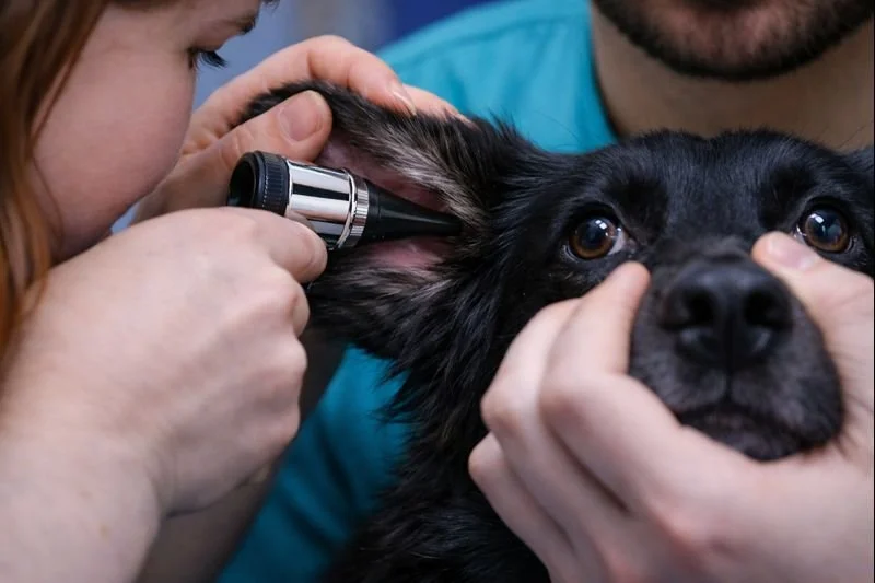 Why Are My Dog’s Ears Hot? Common Causes and Concerns