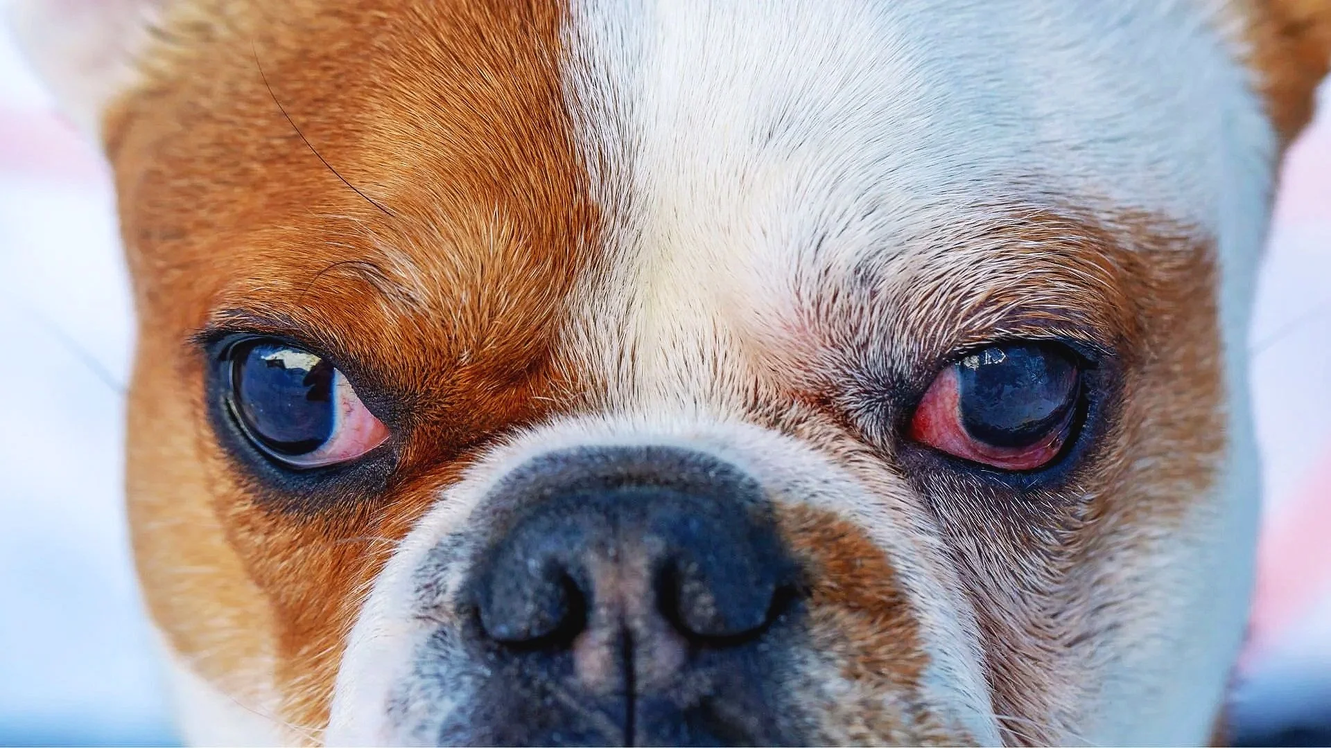 French Bulldog Red Eyes: Causes, Problems, &amp; What Helps