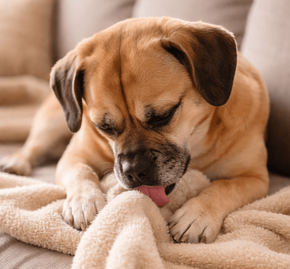 Why Does My Dog Lick the Blanket? A Vet Explains Causes