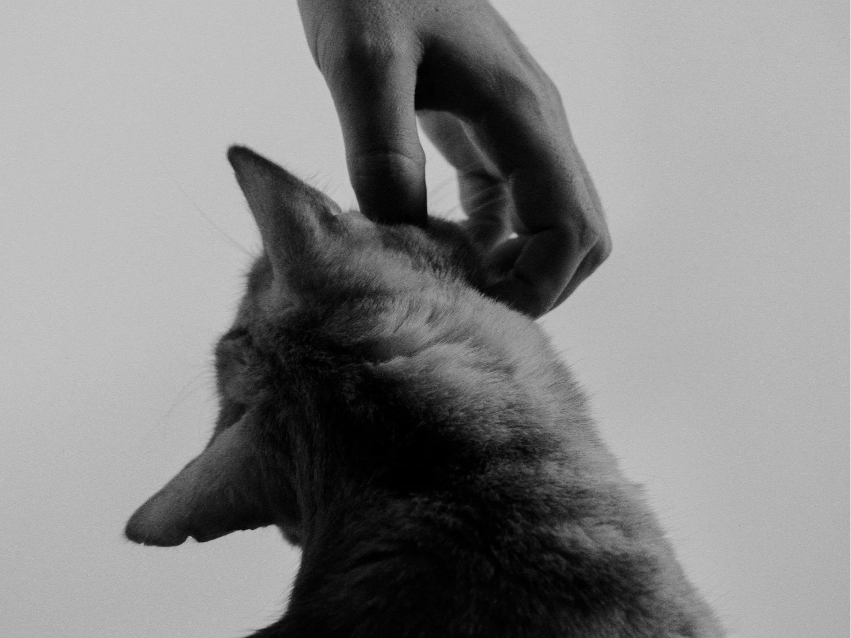 A hand petting an itchy cat with a plain background.