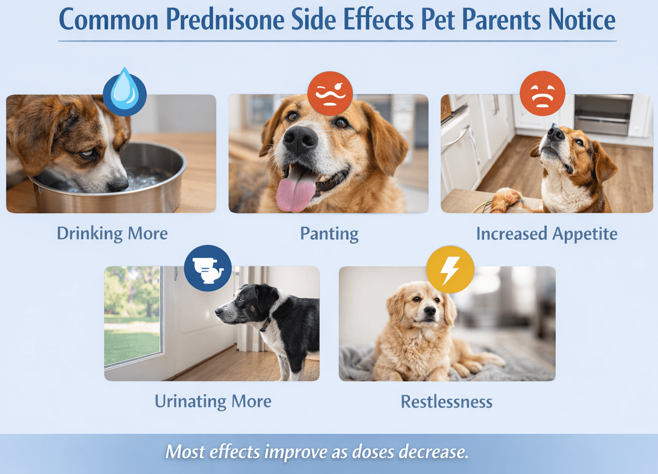 How Long Can a Dog Stay on Prednisone for Allergies? (Vet-Explained ...