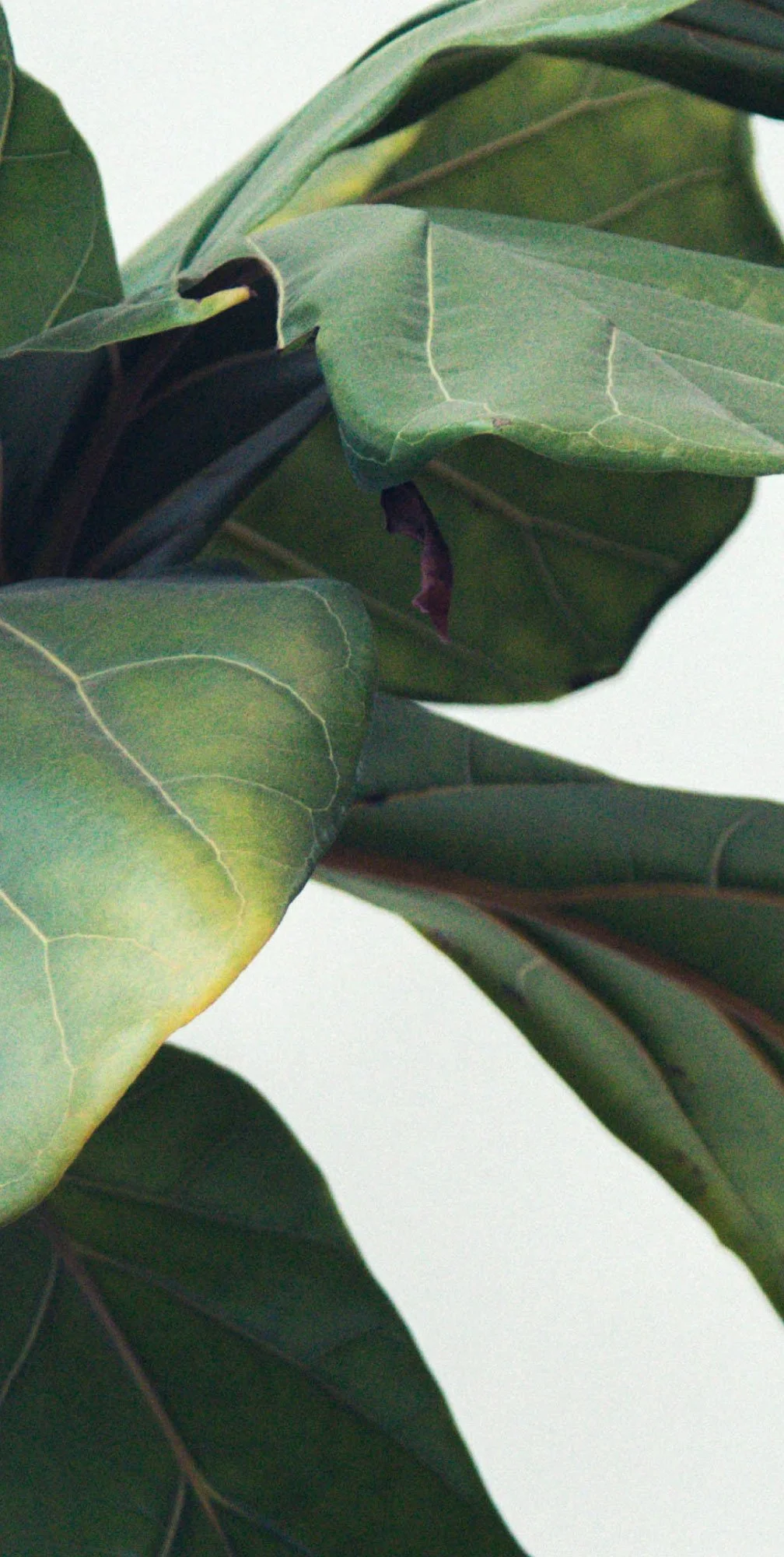 Close-up of green leaves from a houseplant with visible veins and a slight curl.