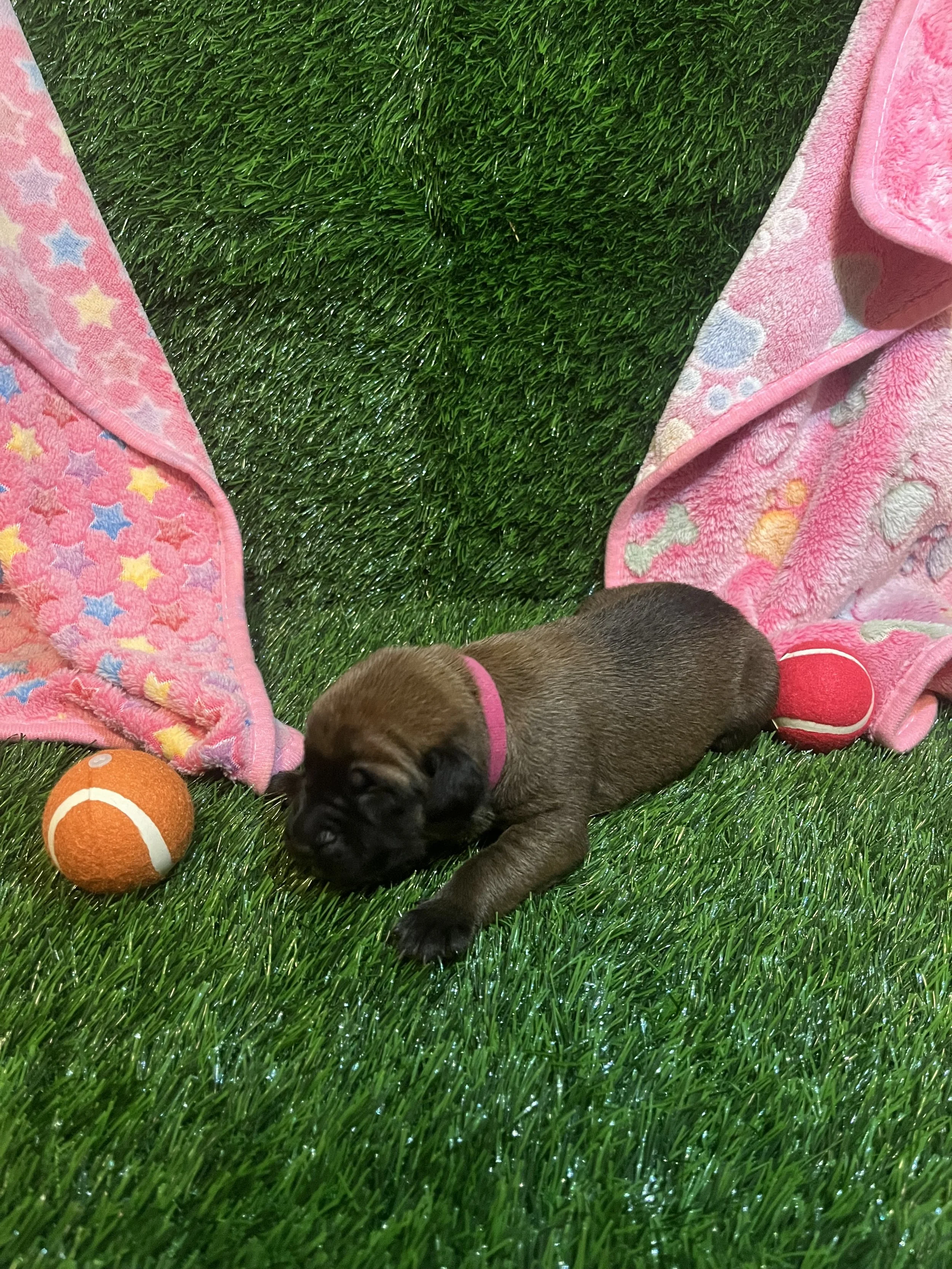 Bonnie, the second born girl, loves all her siblings and mama. Throughout her first week of life, she has consistently maintained good health and size at 2 pounds. Bonnie is usually nestled at the bottom of the dog pile. We have awarded her with the 