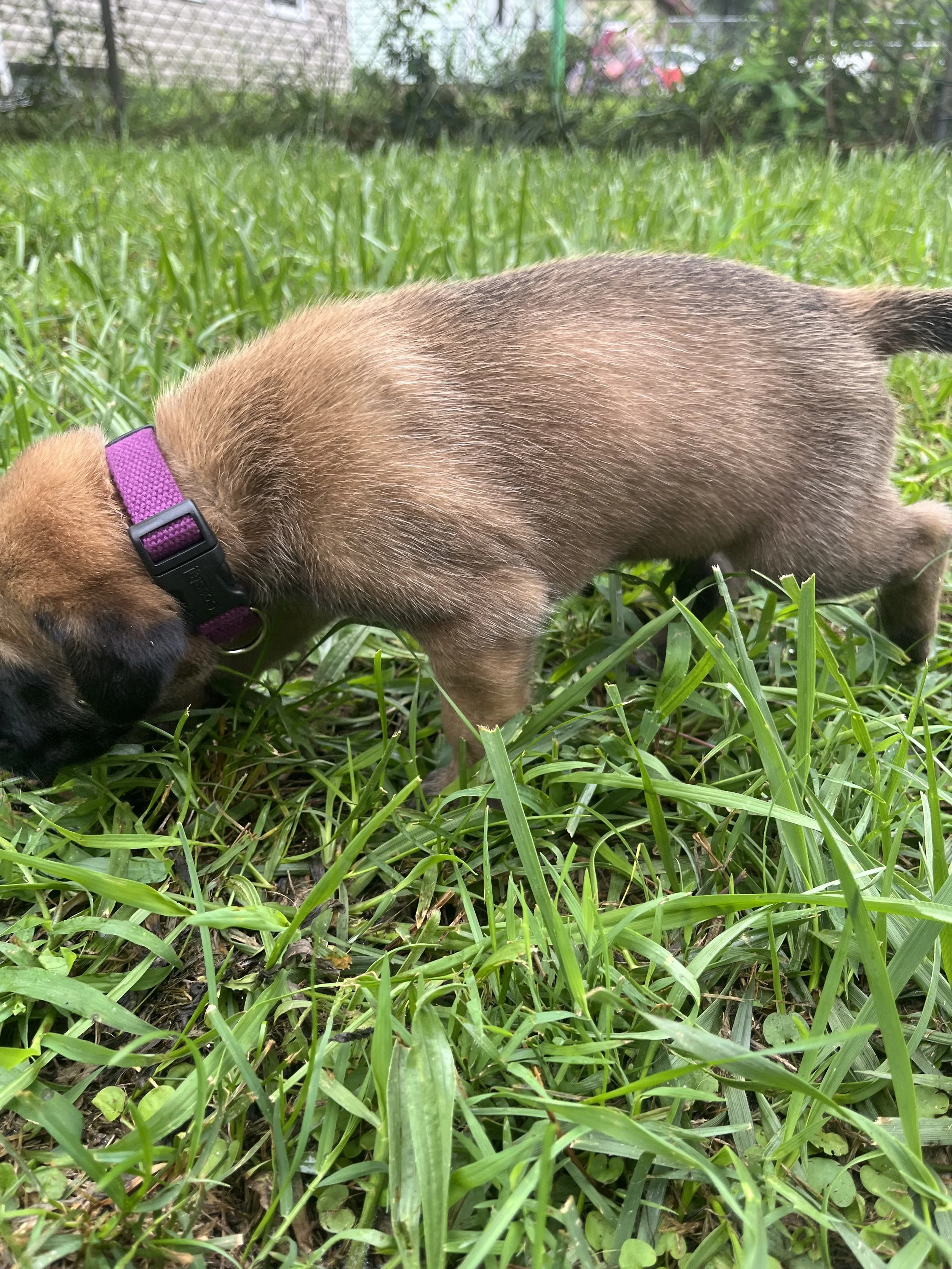 Buzz is now 5 pounds and has gone from wiggling out of his collar to wiggling his entire body whenever someone gives him attention. He wants to be held, he wants to be involved, and lately he seems especially interested in being the first puppy to in