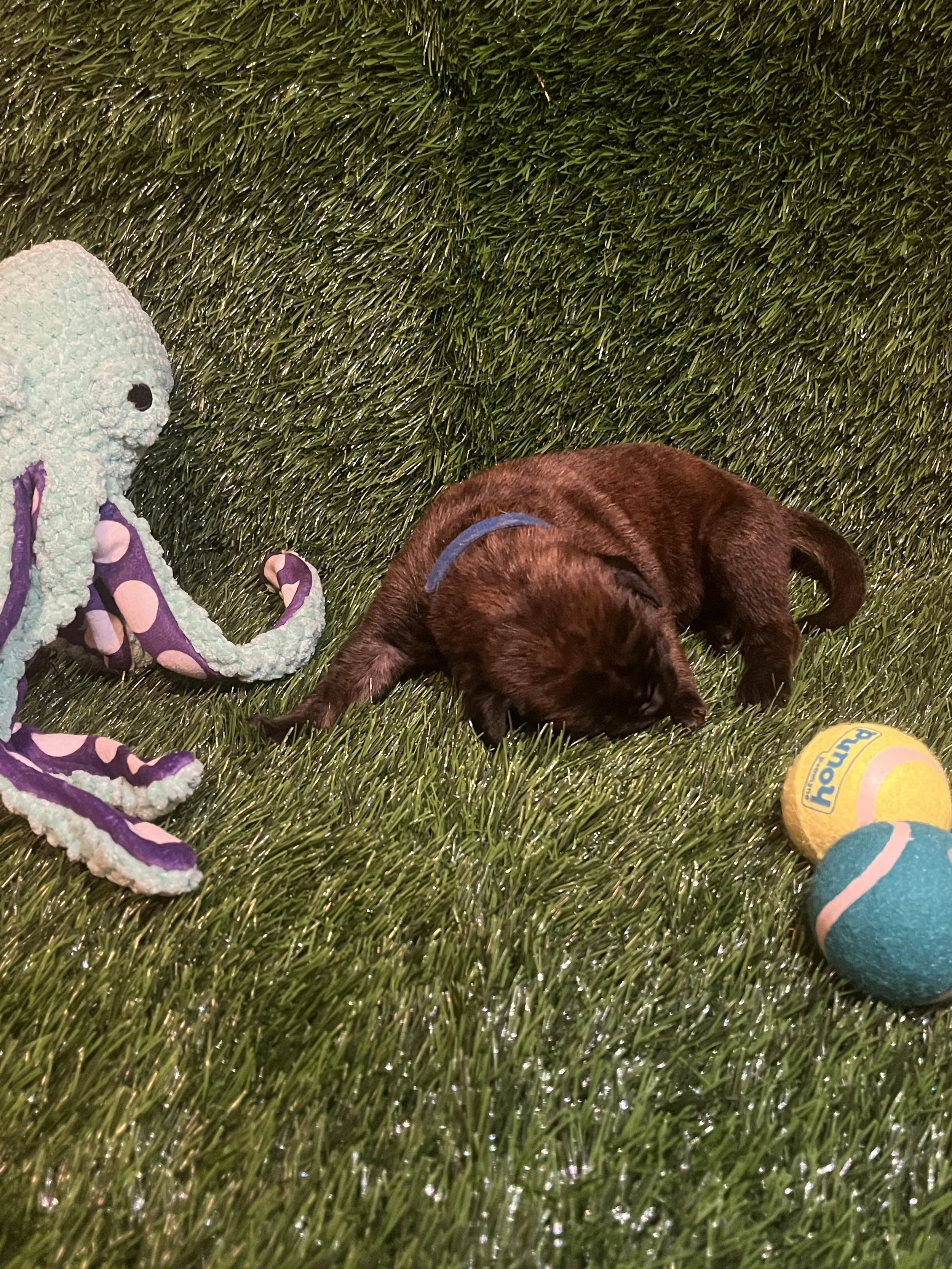 Slinky Dog, has shown high levels of tolerance towards human handling. Throughout his first week of life, he has consistently maintained good health and weight at 2 pounds. Slinky Dog is one of the quietest in the litter. We have awarded him with the