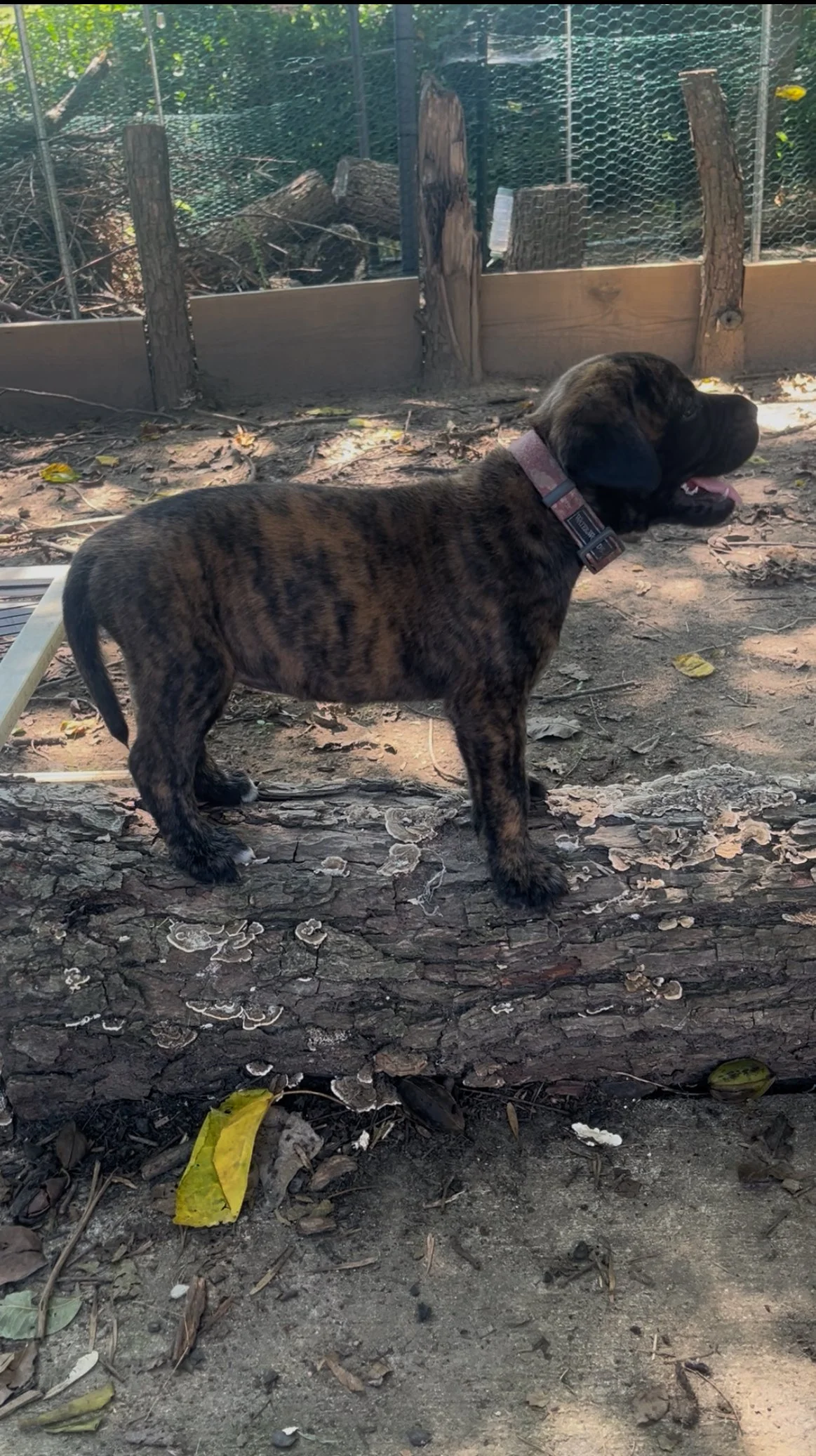 At 6 & 3/4 pounds, Little Bo Peep is no longer quite so little! She is becoming more playful and curious every day, happily joining her siblings when something catches her attention. She's enjoying the growing variety of experiences around her, from 