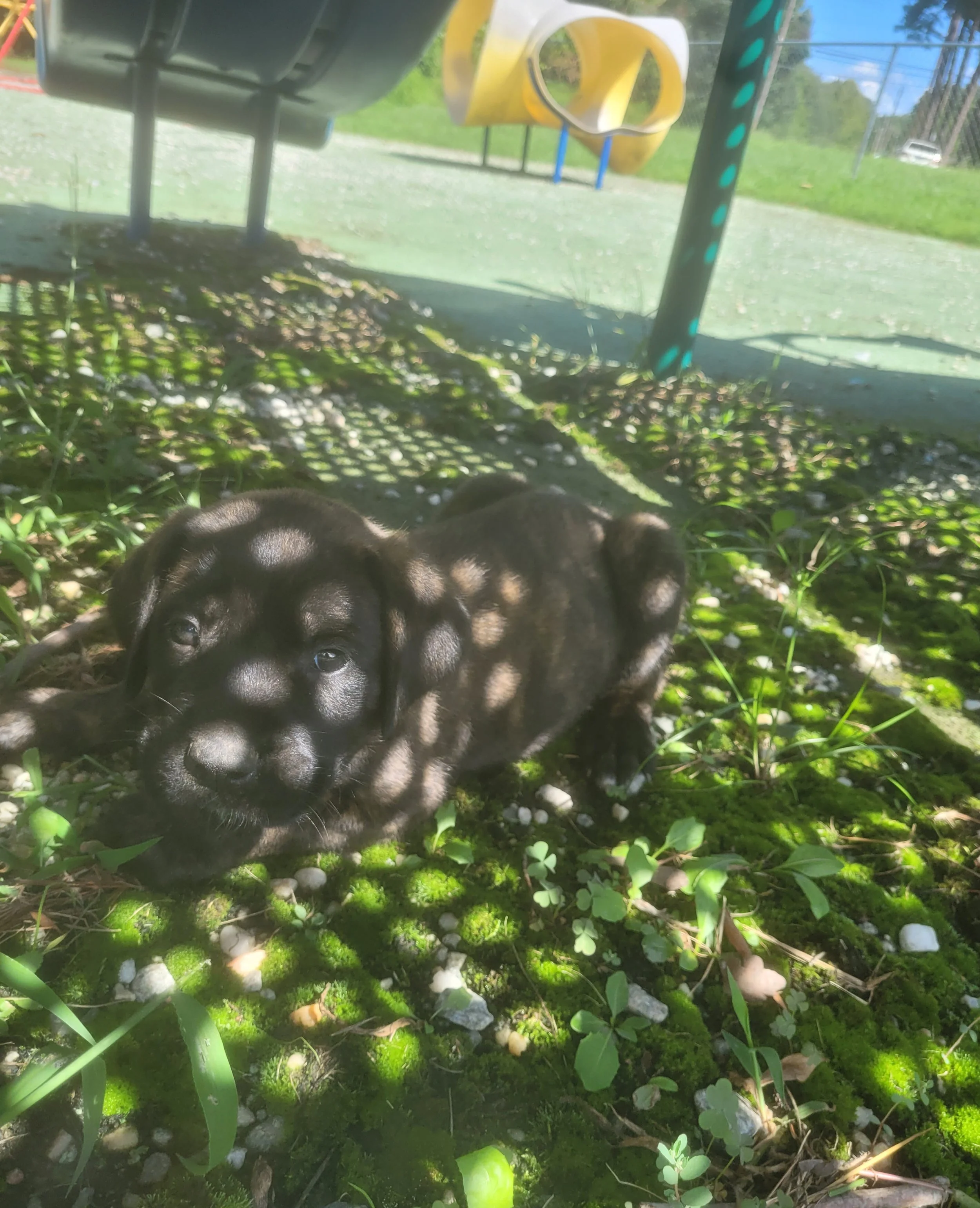 Week 6 has brought even more personality out of Rex, who now weighs 8 pounds. He remains one of the litter's most eager participants and seems to have decided that anything worth doing is worth being first to do. Rex continues to enjoy his favorite b