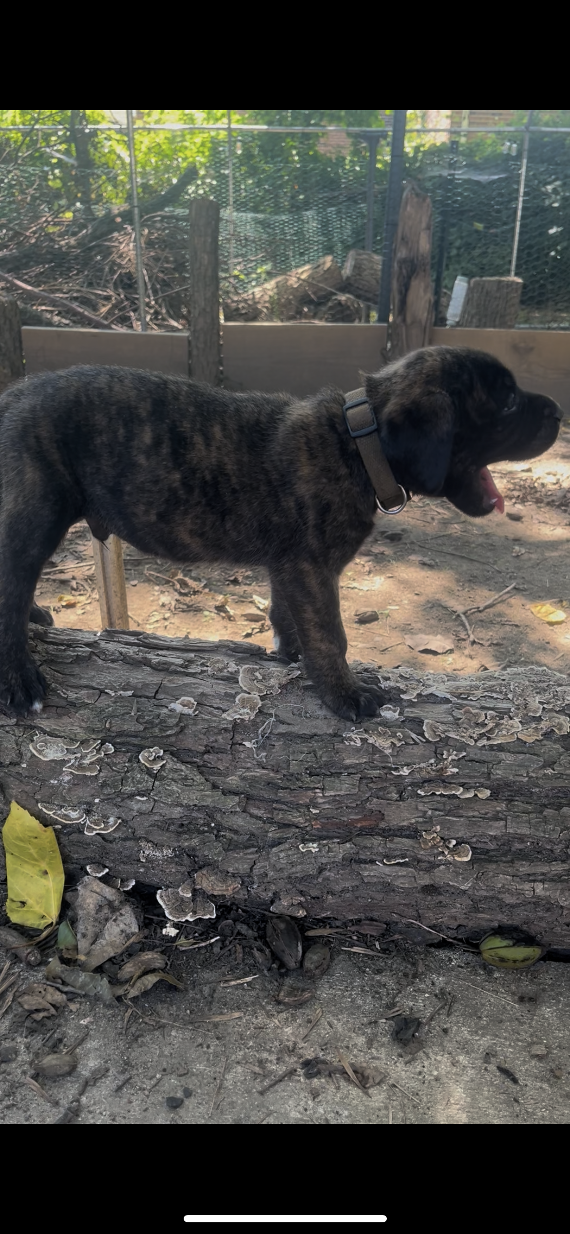 Rex has officially entered his fifth week weighing in at 5 and 3/4 pounds. Mr. T. Rex continues to live up to his "Most Likely to Compete" title, frequently making sure he is among the first to investigate whatever is happening around him. Whether it