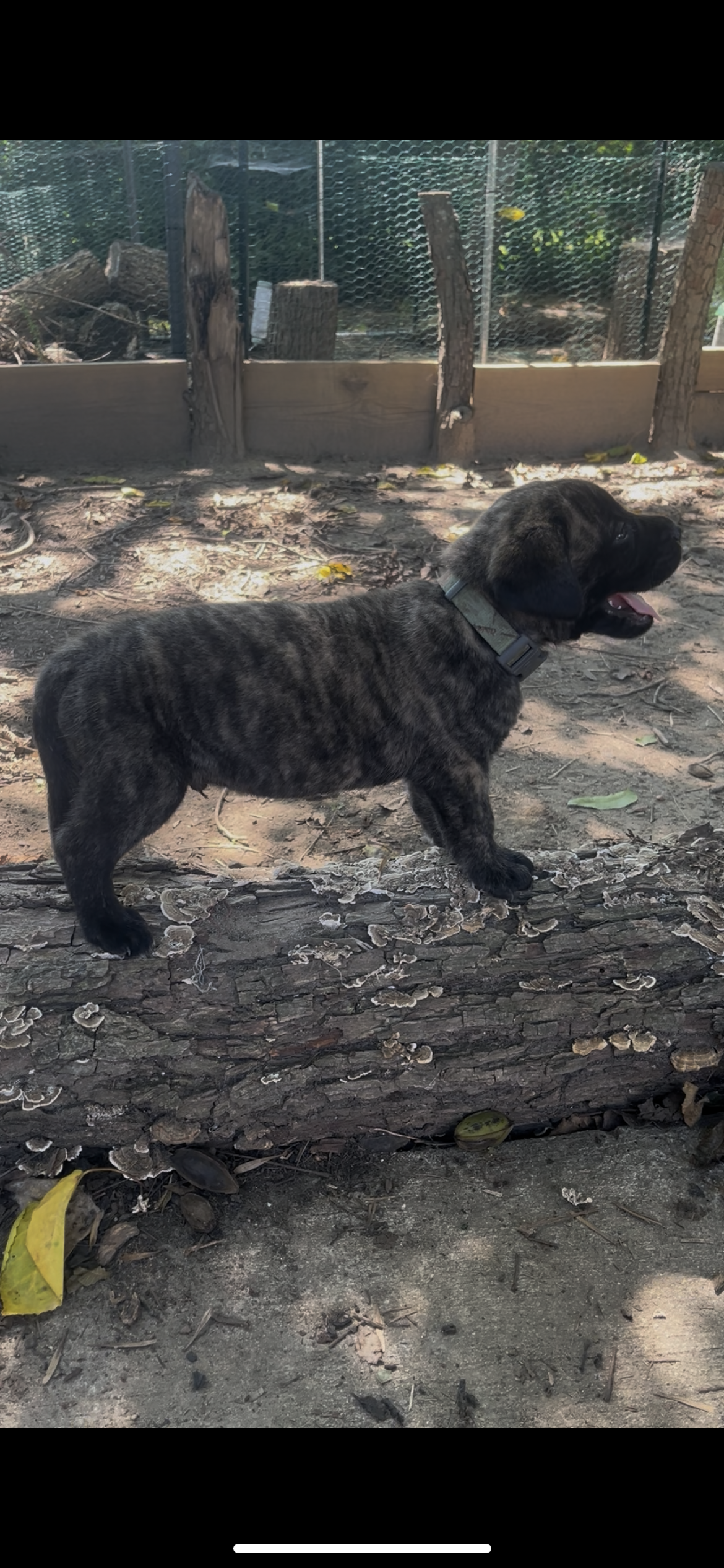 At 6 & 3/4 pounds, Alien continues to be one of the boys who wants to be involved in everything. He is becoming more playful and adventurous, but still makes time to follow his favorite people around for attention and puppy kisses. During their growi