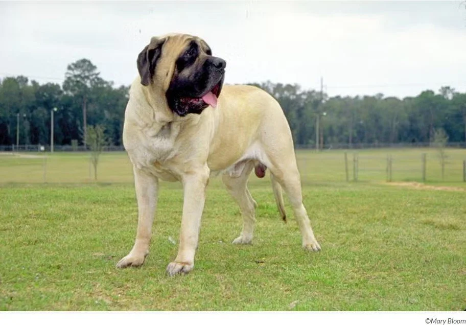 official standard of the mastiff