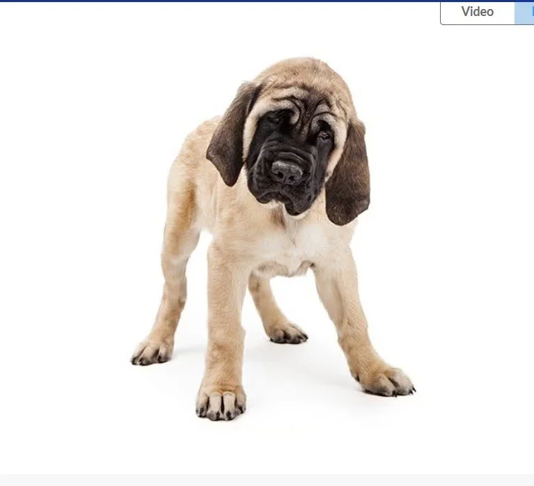 what should i look for when choosing my english mastiff puppy?
