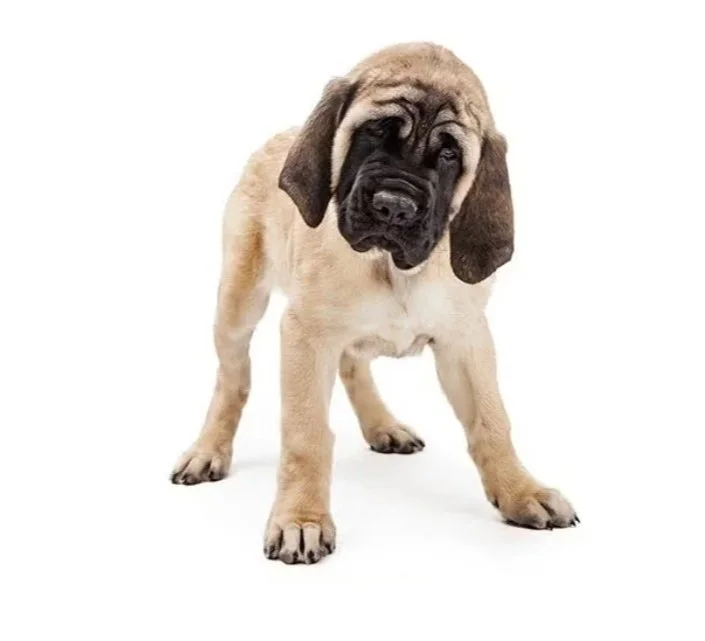 What Should I Look For When Choosing My English Mastiff Puppy?