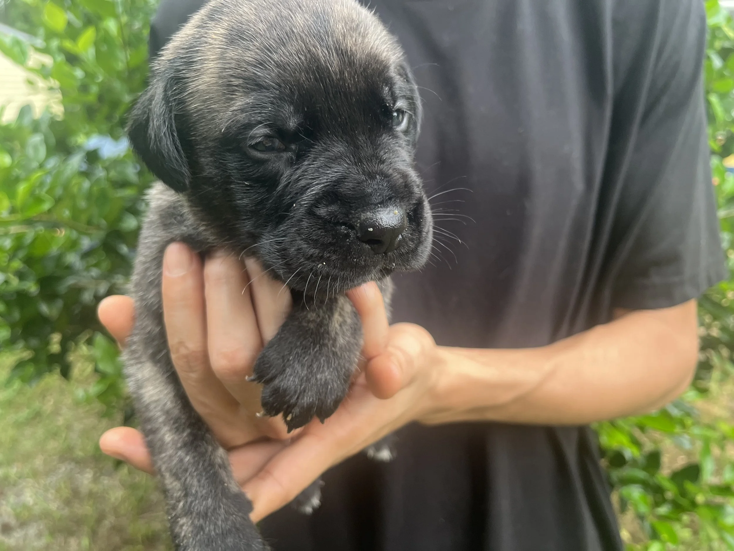 Alien reached 4 & 1/4 pounds this week and is still one of the most determined boys when it comes to getting where he wants to go. His appetite hasn't slowed down, but his world is getting bigger now that he's learning to walk and explore. Alien has 