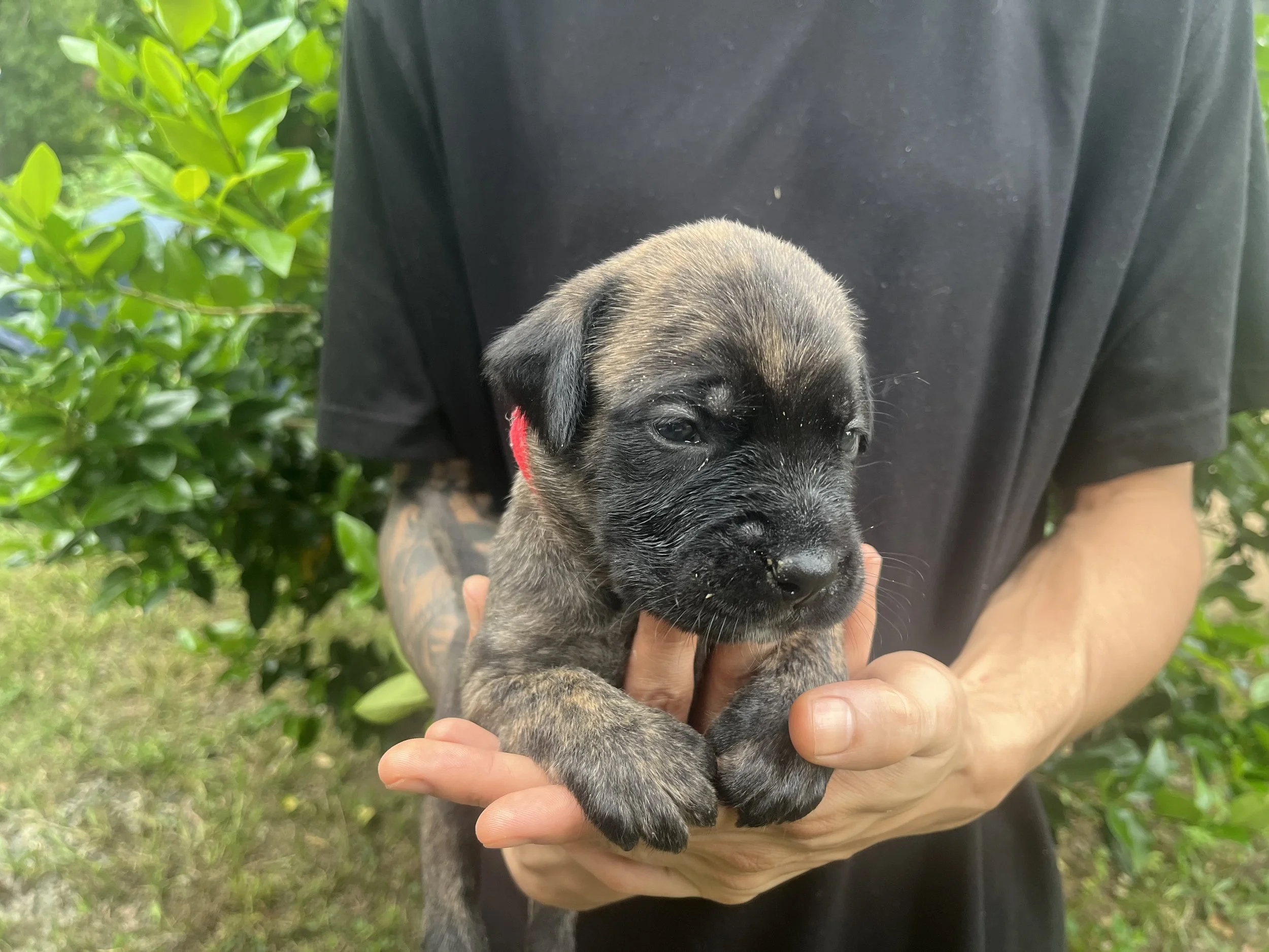 Jessie has reached 4 & 1/2 pounds this week and continues to live up to her "Most Likely to Trailblaze" title. She is becoming much steadier on her feet and spends her waking moments exploring anything within reach. Jessie has already learned that a 