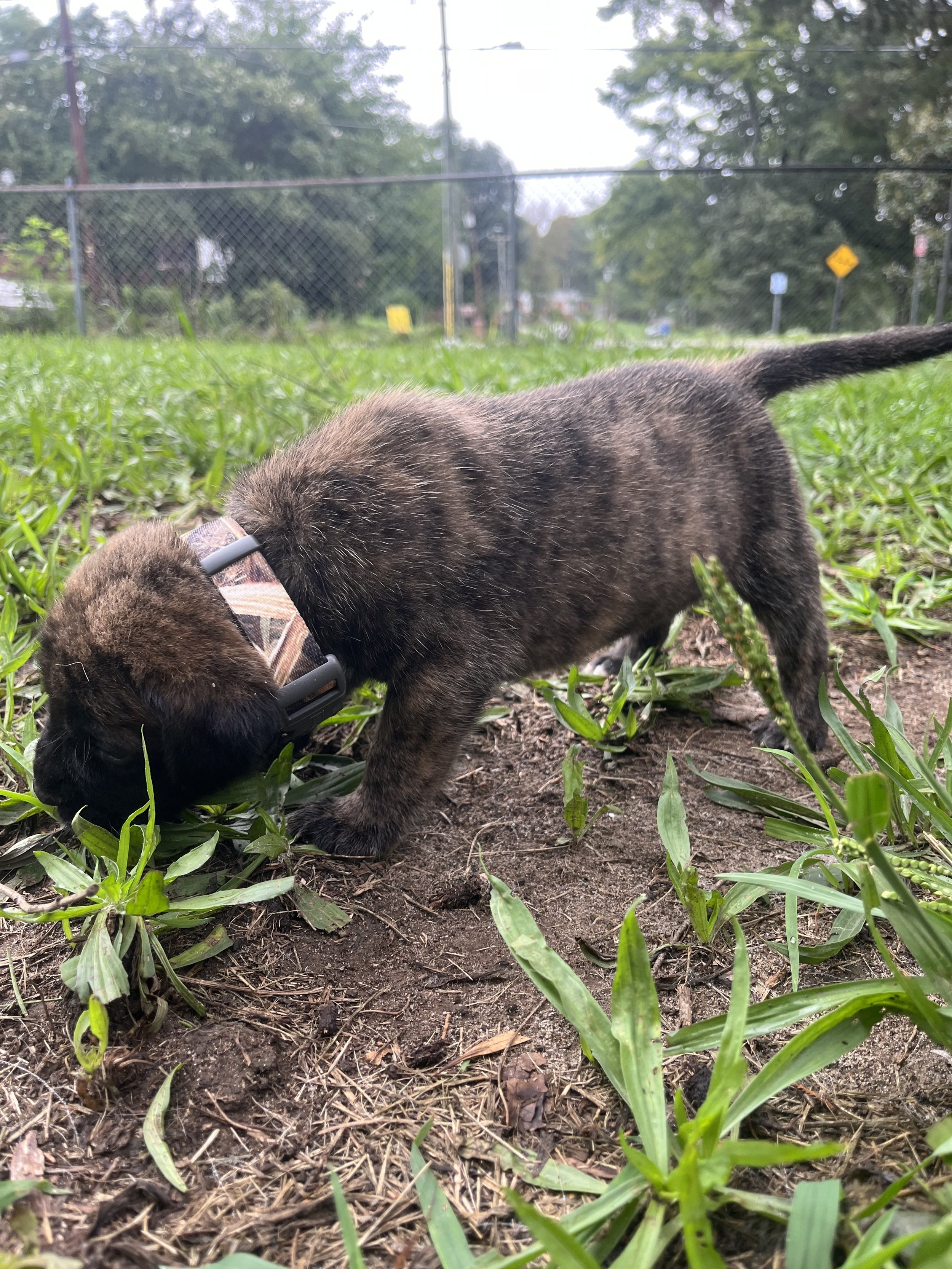 Woody is now 4 & 3/4 pounds. During outside playtime, Woody likes finding sticks that fit in his mouth to chew on, as well as taking naps in the families plant garden.