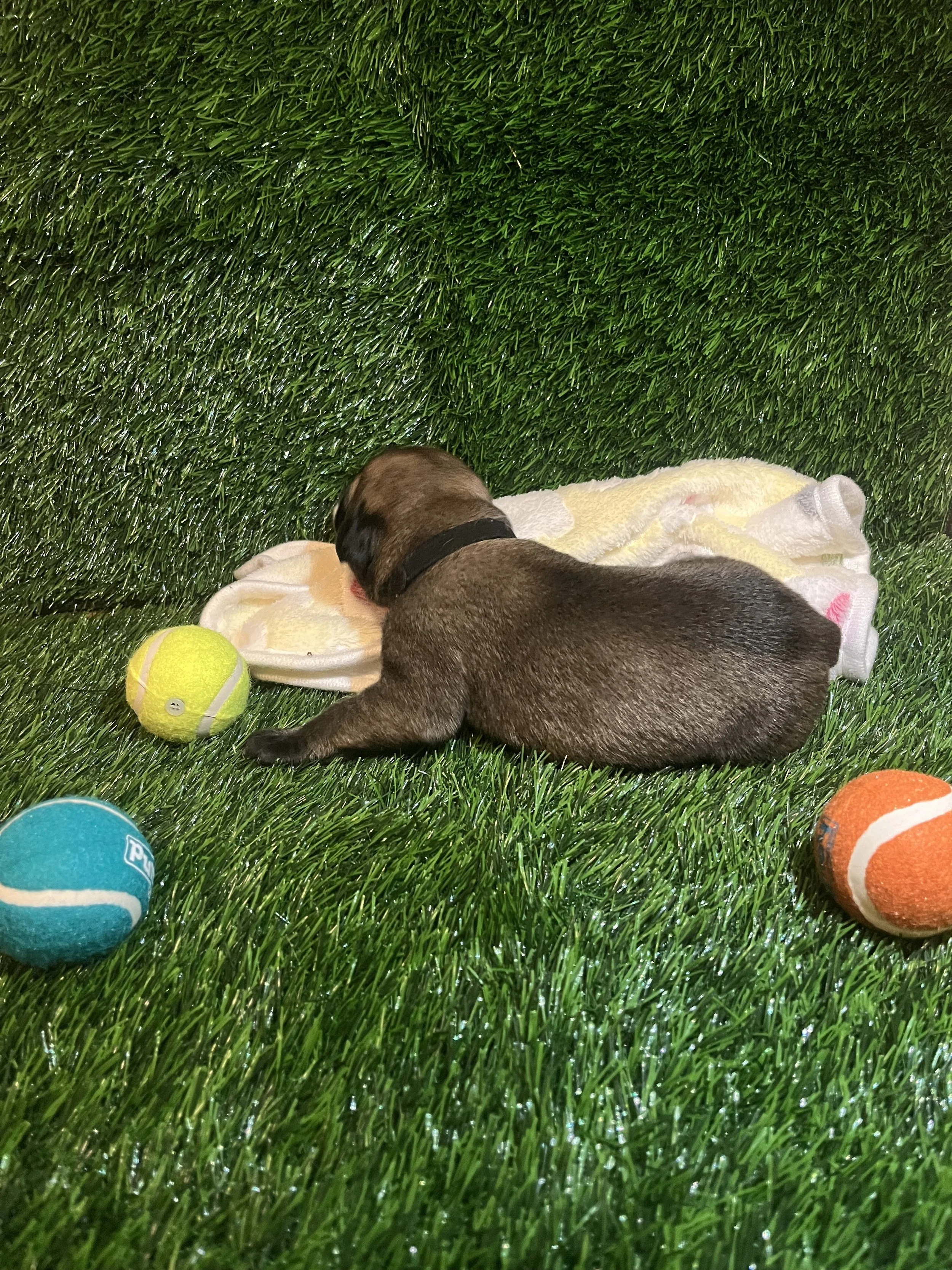 Hamm, dads twin, enjoys singing while nursing. Throughout his first week of life, he has consistently maintained good health and weight at 2 pounds. Hamm will take a nap with both his human and doggy parents. We have awarded him with the title, "Most
