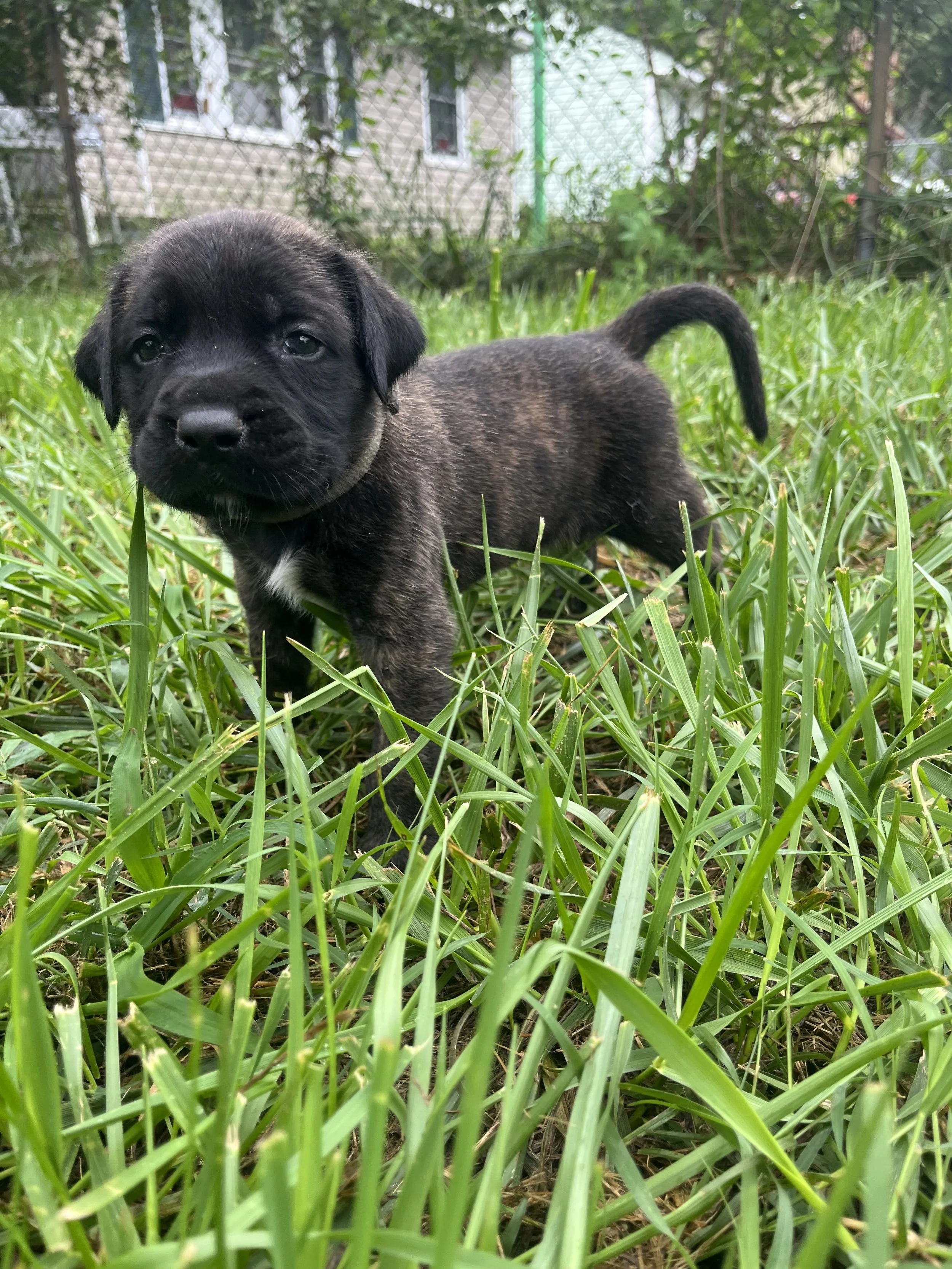 Week 4, Rex is now 5 pounds. He often races to be first when the litter is called for! Rex will volunteer to attempt something new to please his family.