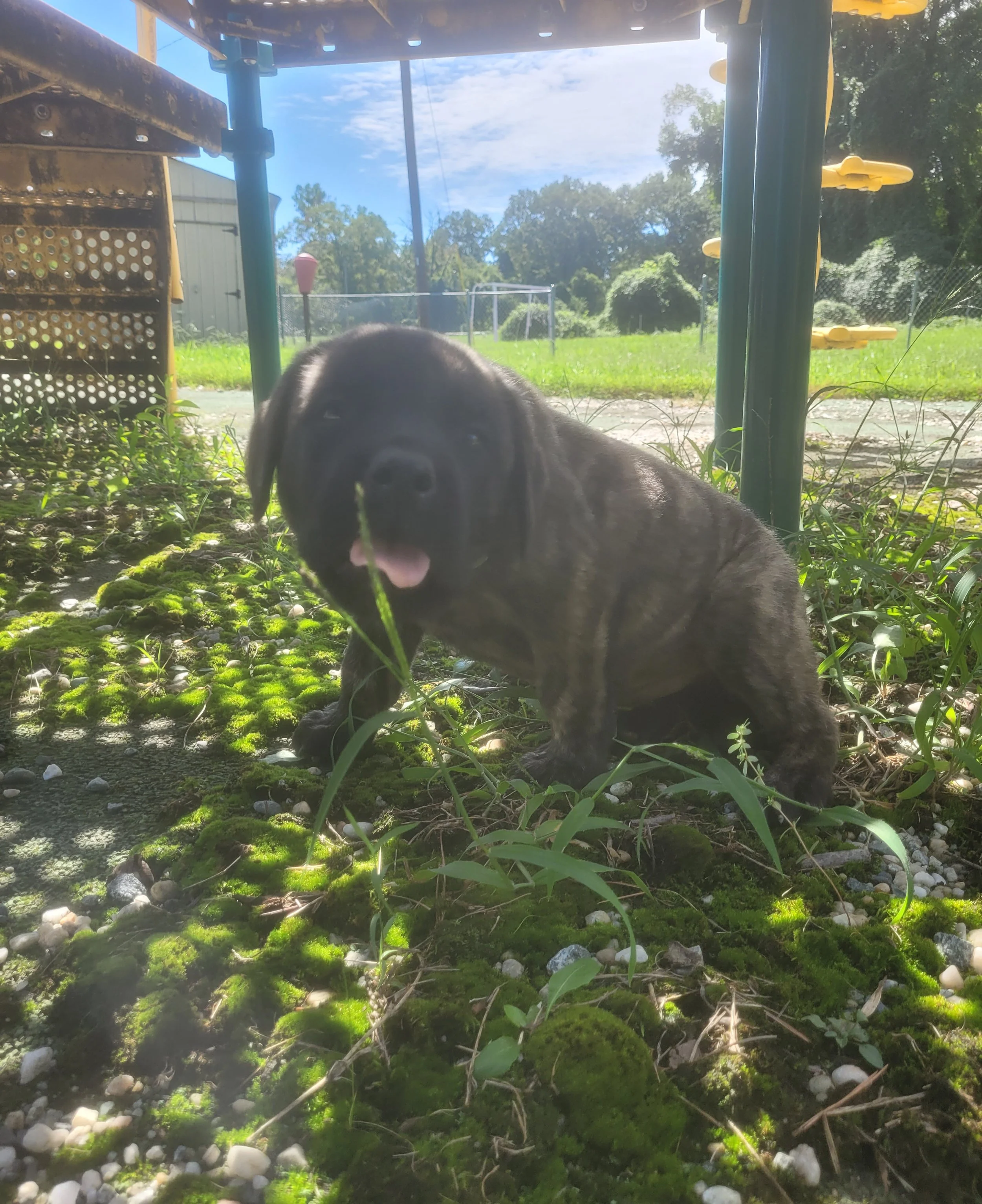 Alien has reached 9 pounds, and The Claw is becoming a very handsome, affectionate young Mastiff. His appetite is still impressive, but now he seems just as interested in following his people as he is in finding Mama. He has a calm confidence when ex