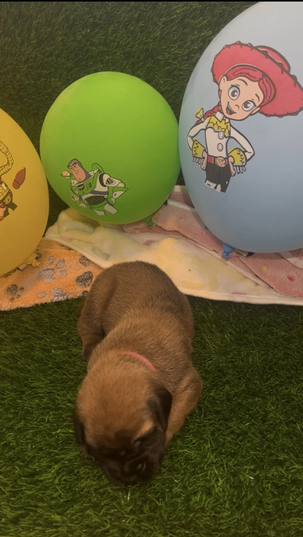 Bonnie is healthy and happy at 2 & 3/4 pounds. She opened her eyes first, followed by Jessie! Now Bonnie goes straight up to anybody to say hello.