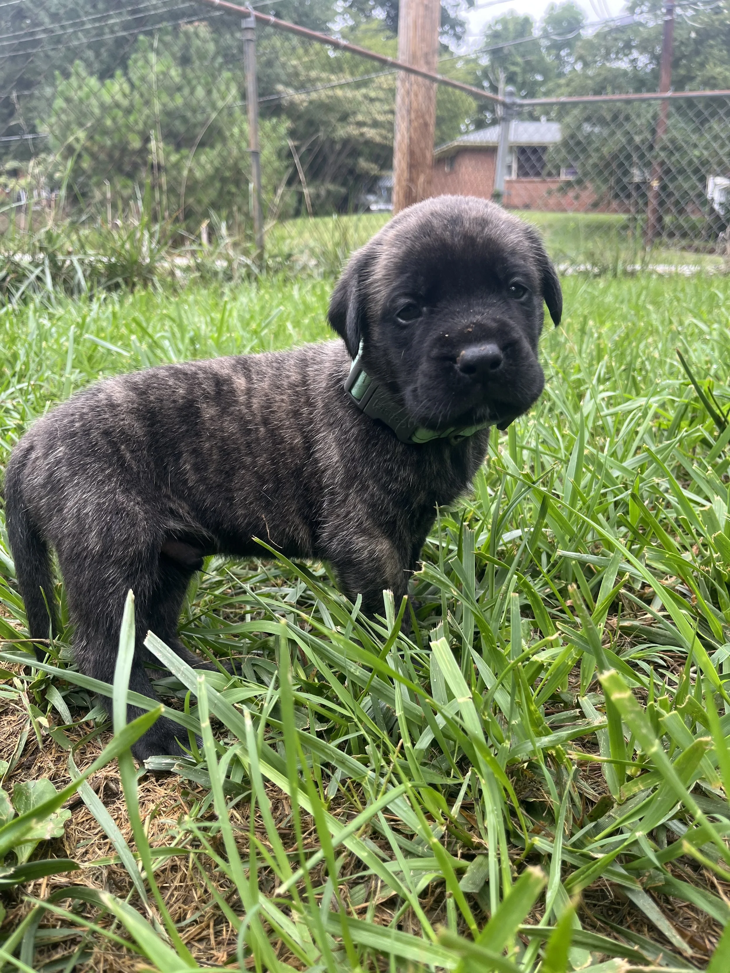Alien is now 5 pounds and becoming quite the little shadow. Whenever I'm nearby, he seems to find me, following along until he can get close enough to give me a few puppy licks. The puppies are becoming much more aware of their surroundings at this a