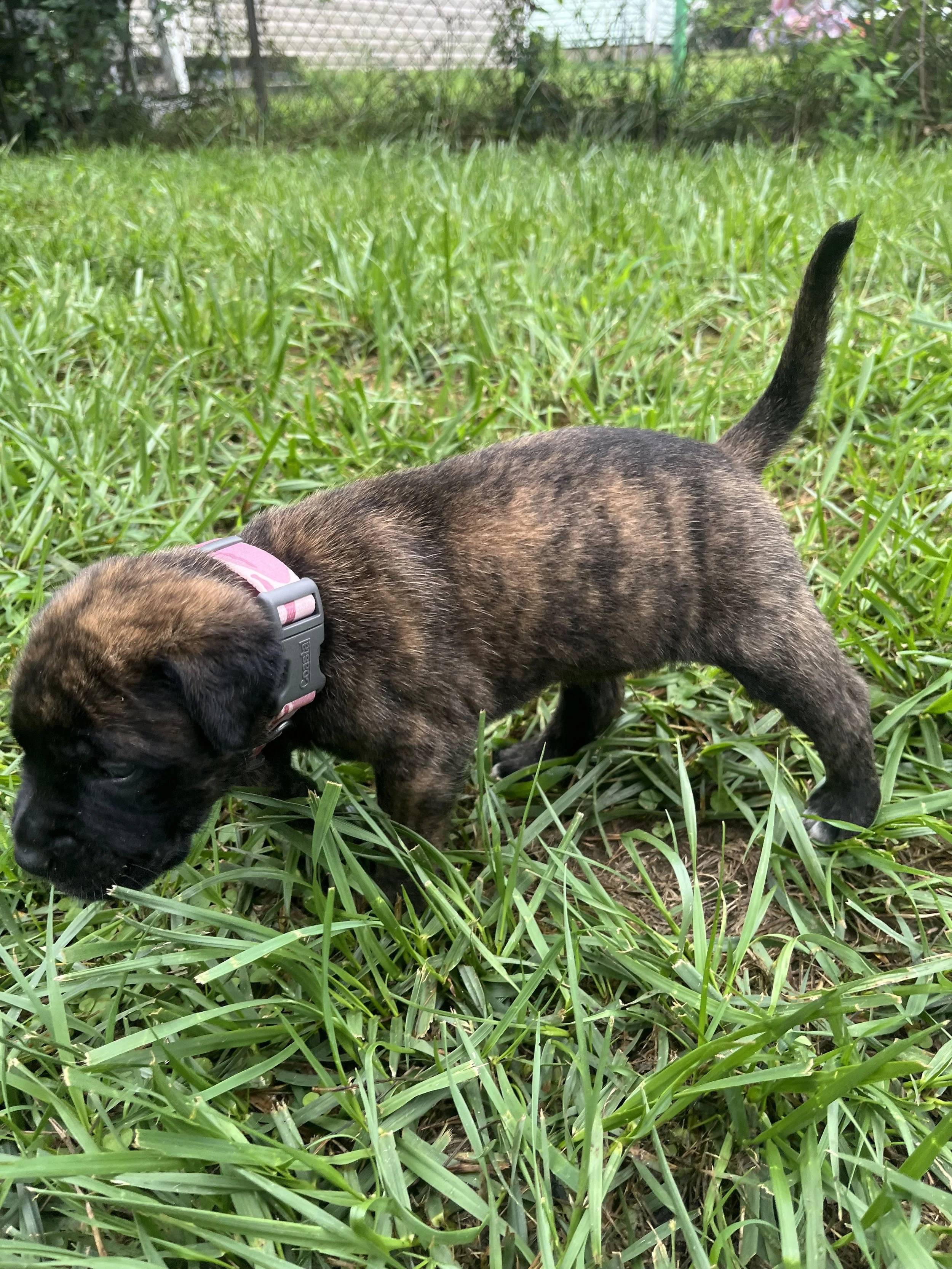 Bo Peep is now 5 & 1/4 pounds and her size is beginning to catch up with her personality. She remains a sweet, easygoing girl who enjoys attention without needing to be the center of it. As the puppies become more mobile, Bo Peep is spending more tim