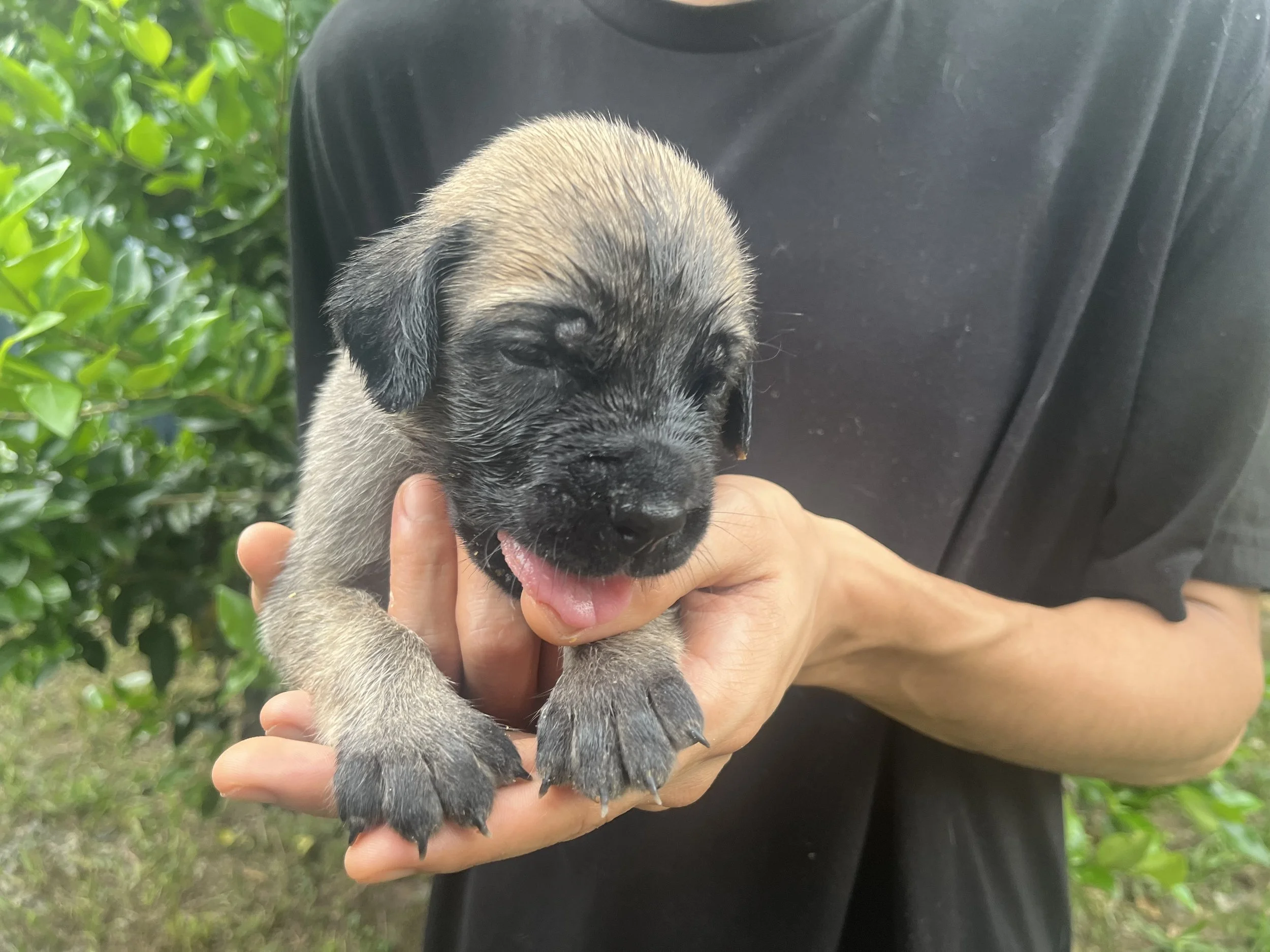 Hamm reached 3 & 3/4 pounds this week and is already showing more of Dad's personality along with his looks. He continues to be one of our calmer, more easygoing boys, happily settling in for a nap after exploring his surroundings. His little singing