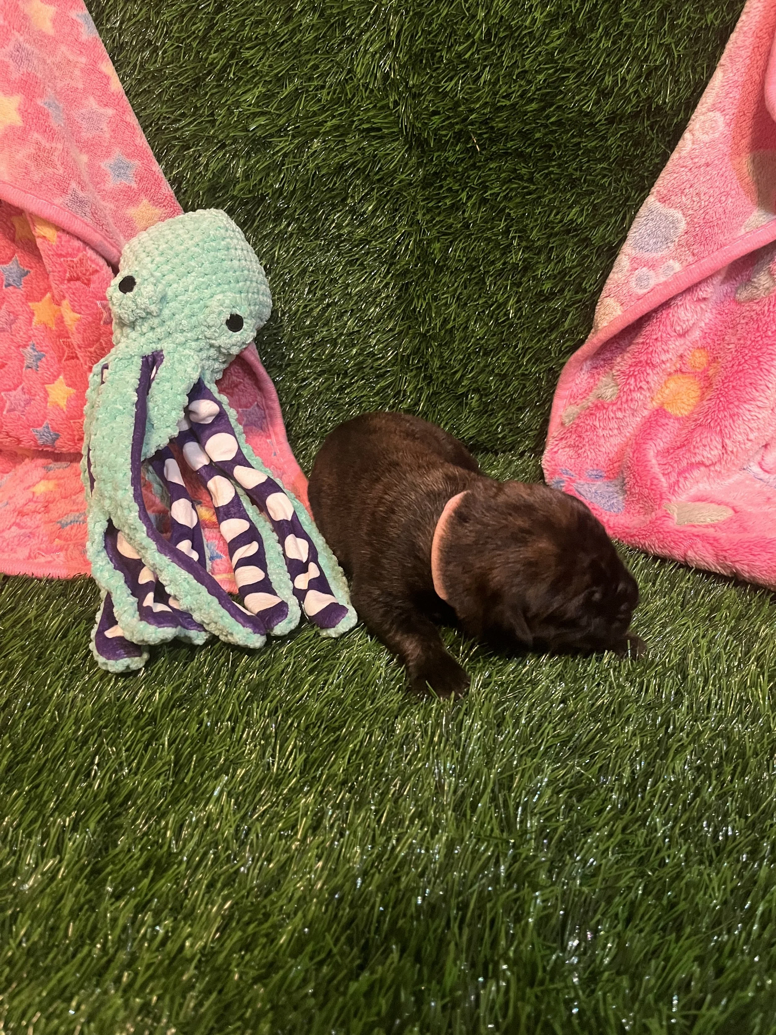 Little Bo Peep, prefers nursing with her sisters. Throughout his first week of life, she has consistently maintained good health and weight at 2 pounds. Little Bo Peep is usually sleeping by herself. We have awarded her with the title, "Most likely t