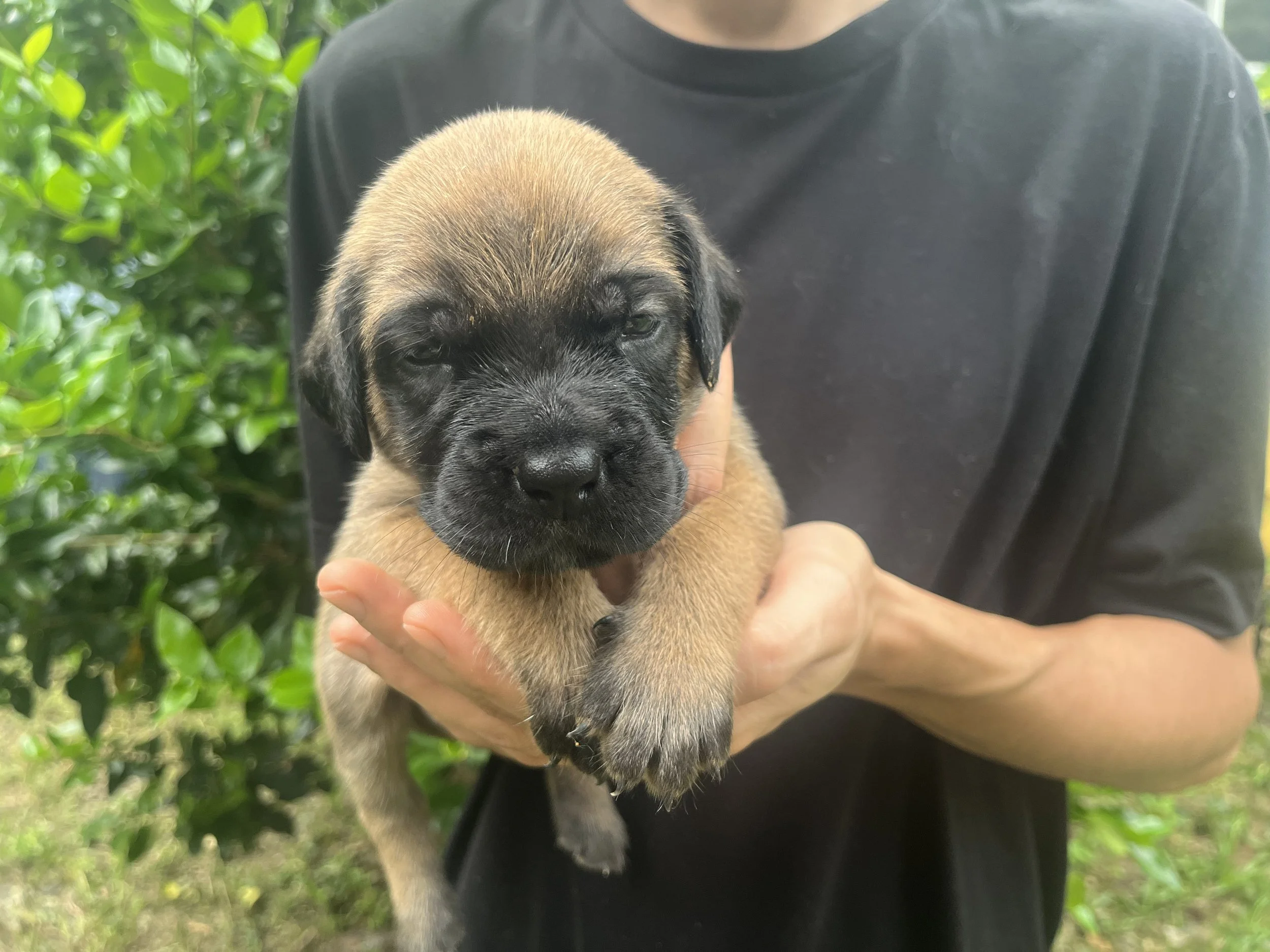 Bonnie reached 4 & 1/4 pounds this week and continues to be one of the sweetest girls in the litter. After being our little cuddle bug at the bottom of the puppy pile, Bonnie is now becoming much more interested in the world around her. With her eyes