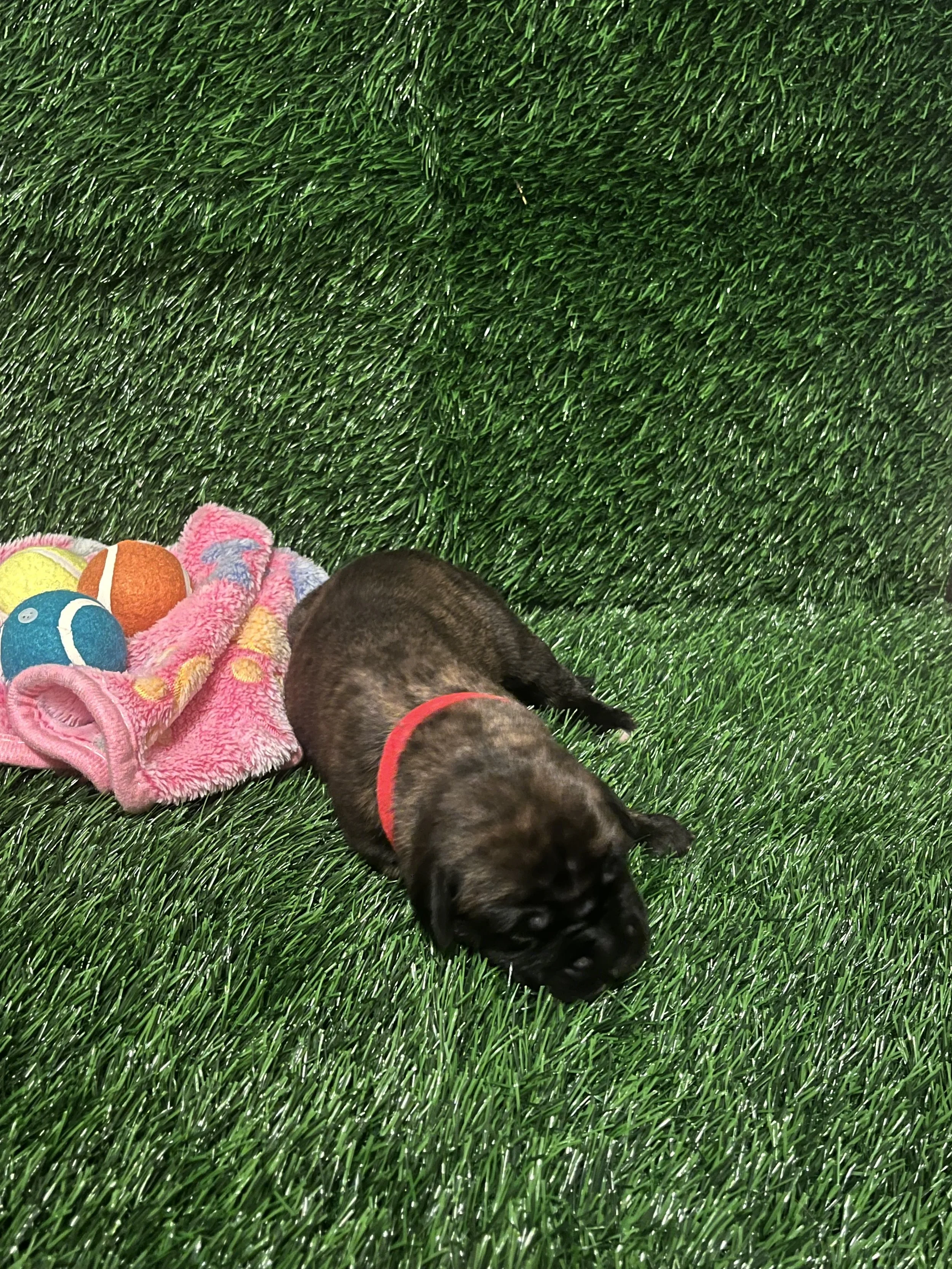 Jessie, the first born girl, has shown incredible strength. Throughout her first week of life, She has consistently maintained good health and remained one of the largest girls in the litter at 2 1/4 pounds. Jessie doesn't compete with the girls, she