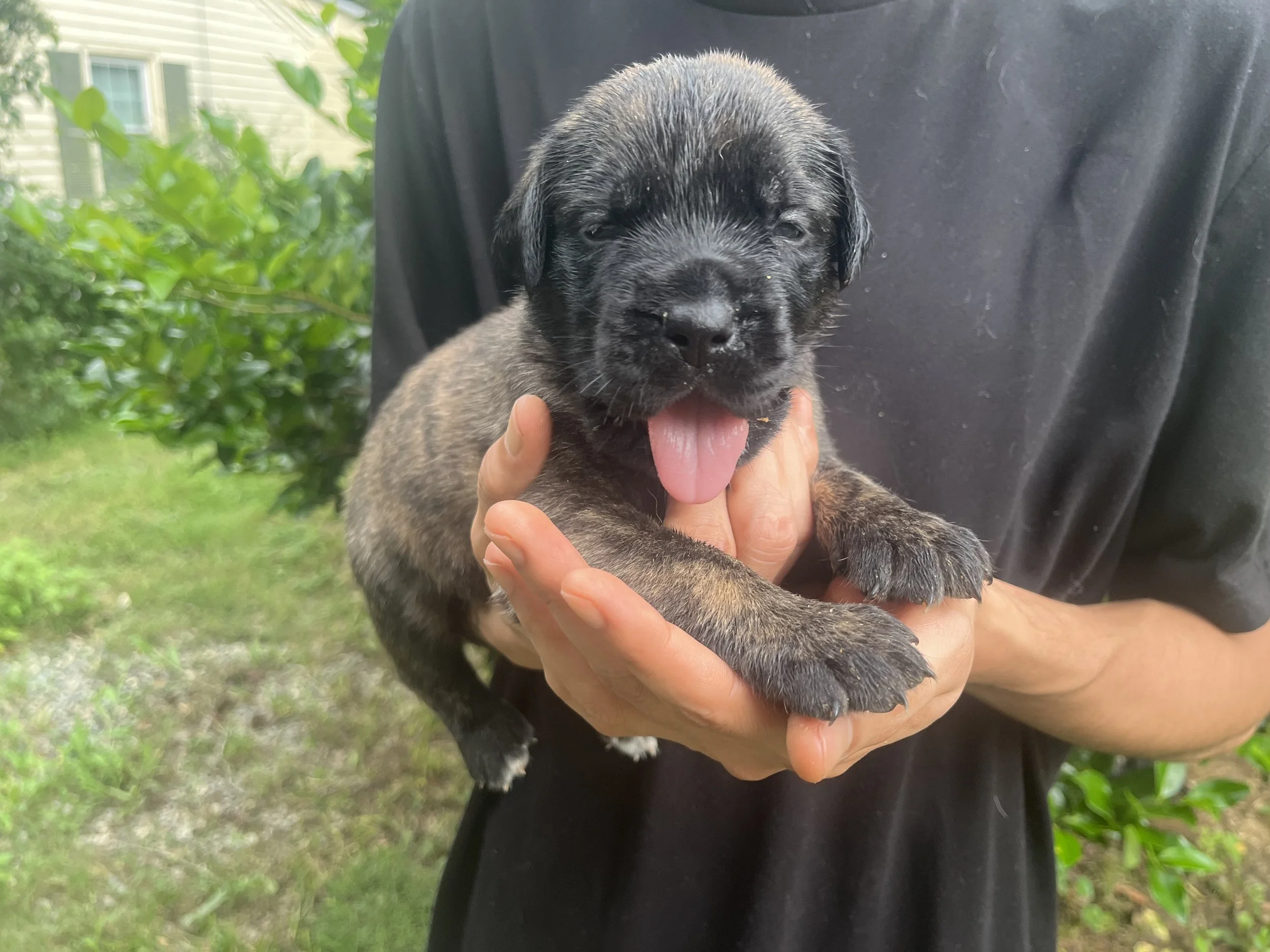 Little Bo Peep reached 4 & 1/4 pounds this week and is becoming a little more interested in what everyone else is doing. She still enjoys her quiet moments, but we're seeing more curiosity during puppy playtime as she begins exploring on those growin
