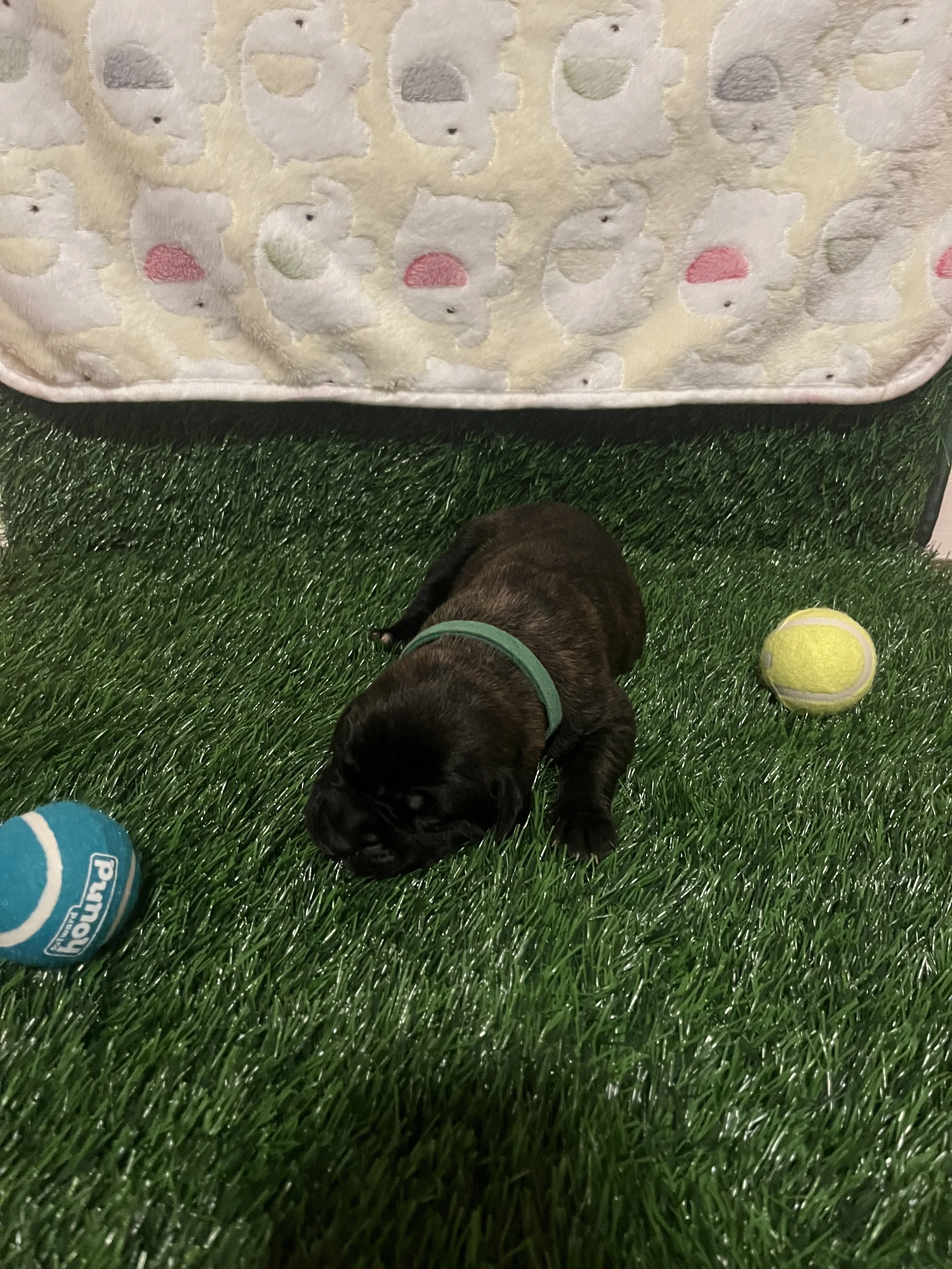 Rex, previously known as Mr. T. First earned his name from his chest marking appearing as a white "T". Throughout his first week of life, He has consistently maintained good health and remained one of the largest boys in the litter at 2 1/4 pounds. A
