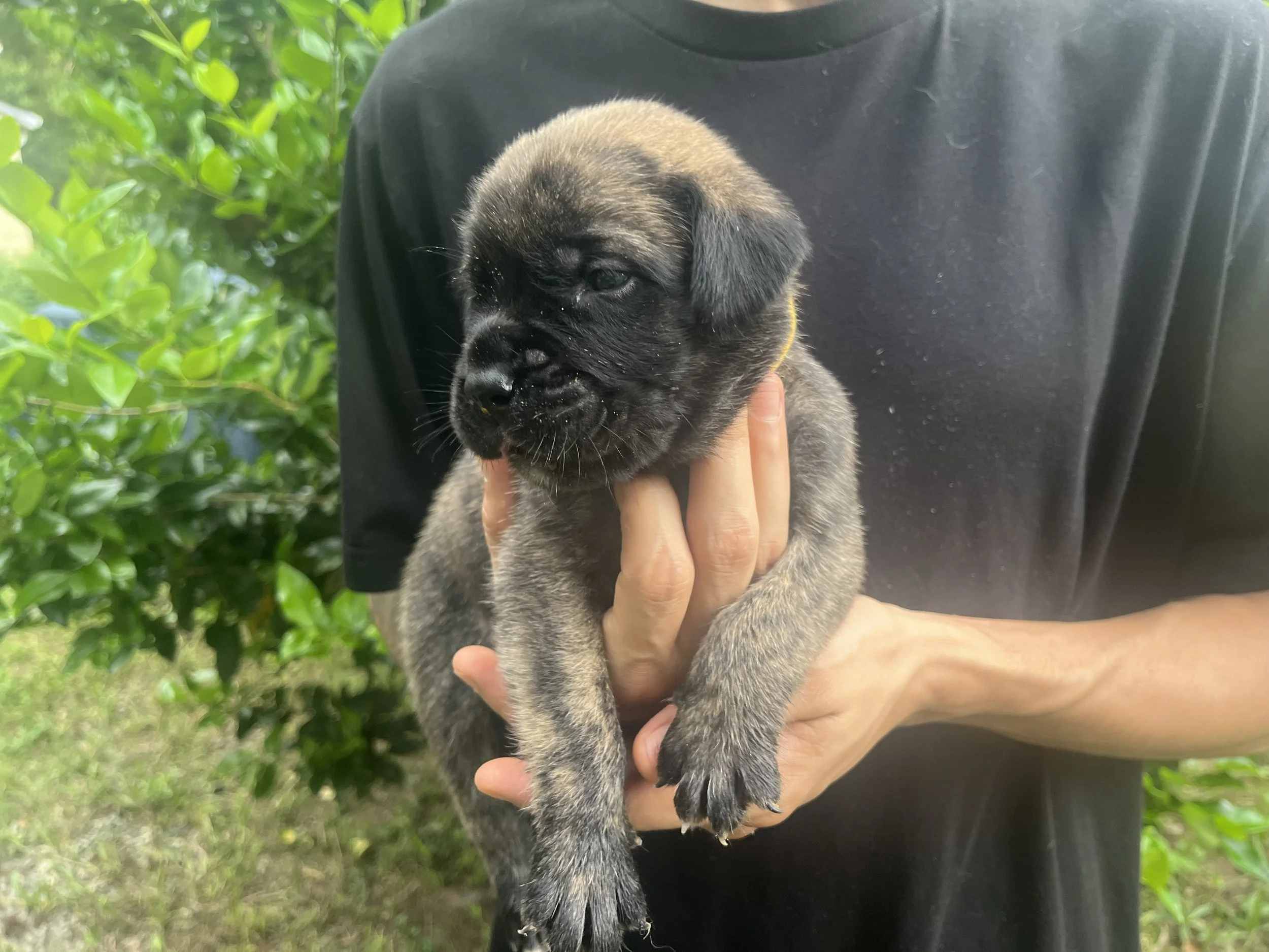 During week 3, Woody has grown to 3 & 3/4 pounds. He has started to sit up like a little gentleman, observing his brothers/sisters, mom, and dad.