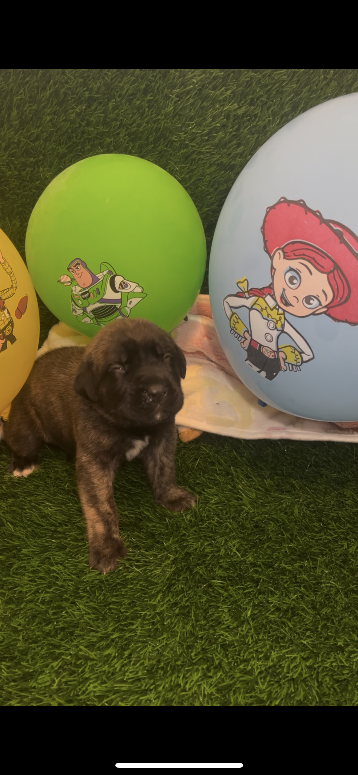 Woody has reached his size and activity goals for this week, he is 2 & 3/4 pounds. Woody is a strong boy who challenges himself to explore further. He now also sings/hums while suckling.