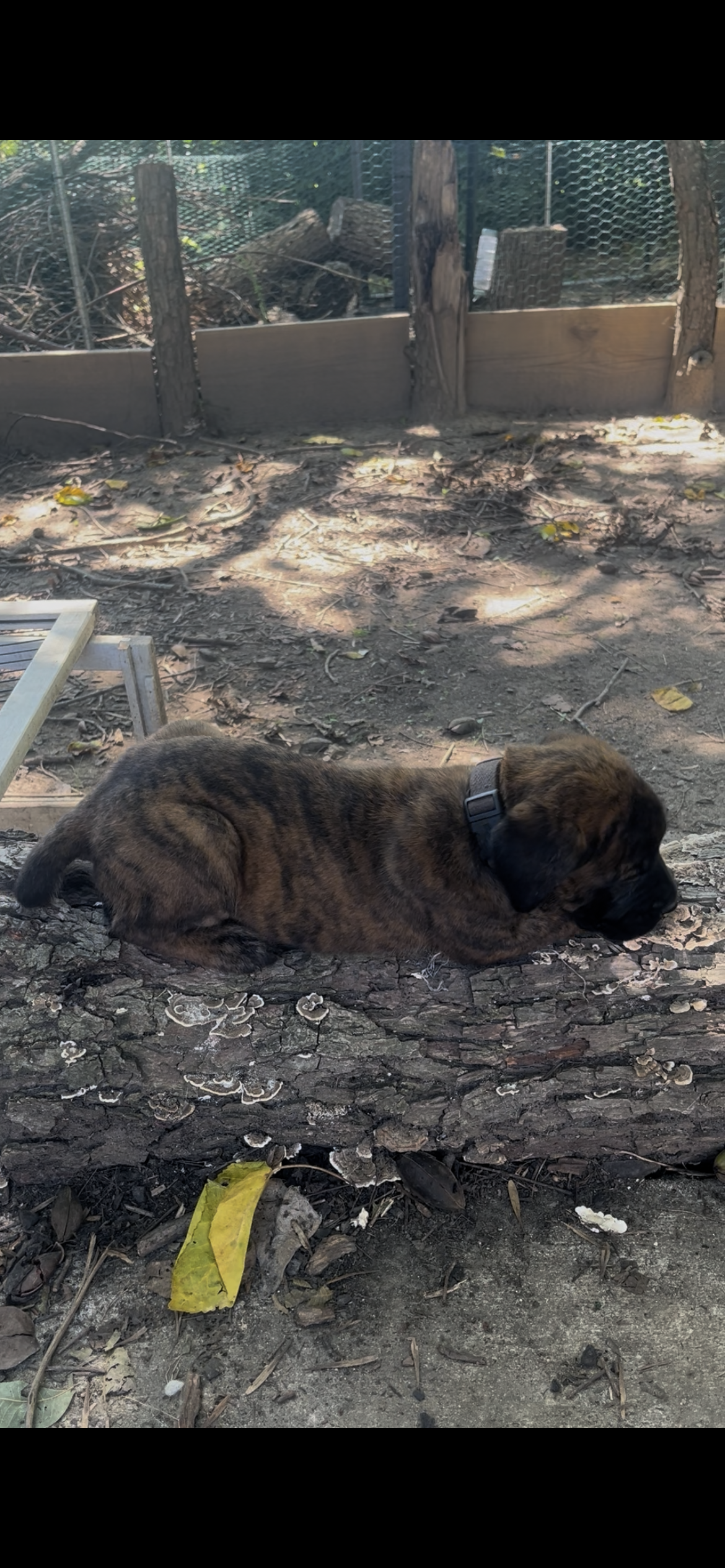 At 6 pounds, Slinky Dog is proving that quiet doesn't mean timid. He remains calm and tolerant when handled, but once he's with his littermates, he has plenty of personality and isn't afraid to get involved in a good puppy wrestling session. He's bec