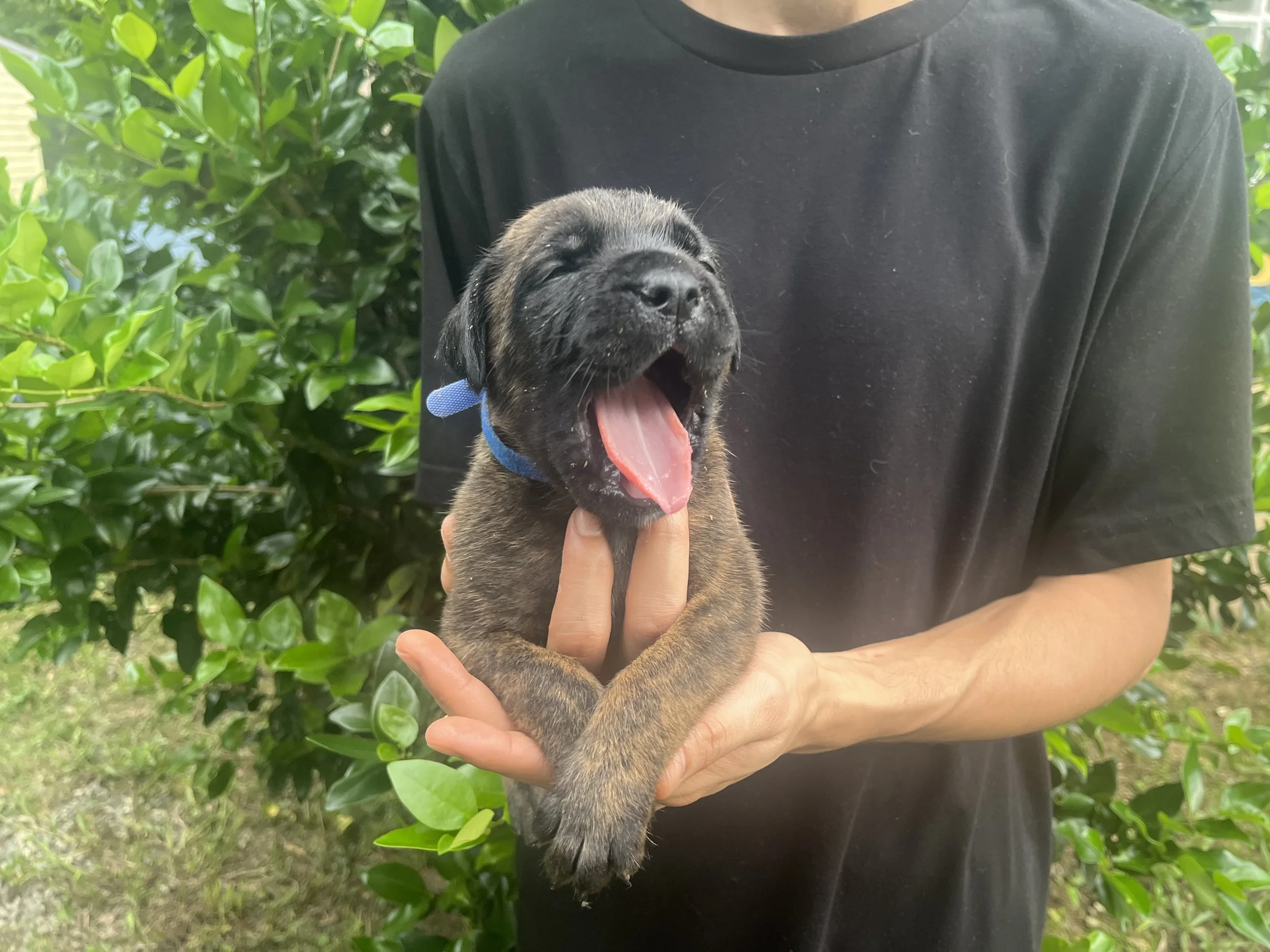Slinky Dog reached 4 pounds this week and continues to be one of the quieter puppies in the litter. His calm nature makes him wonderfully easy to handle, and he seems perfectly content being picked up, cuddled, and examined by his family. Now that hi