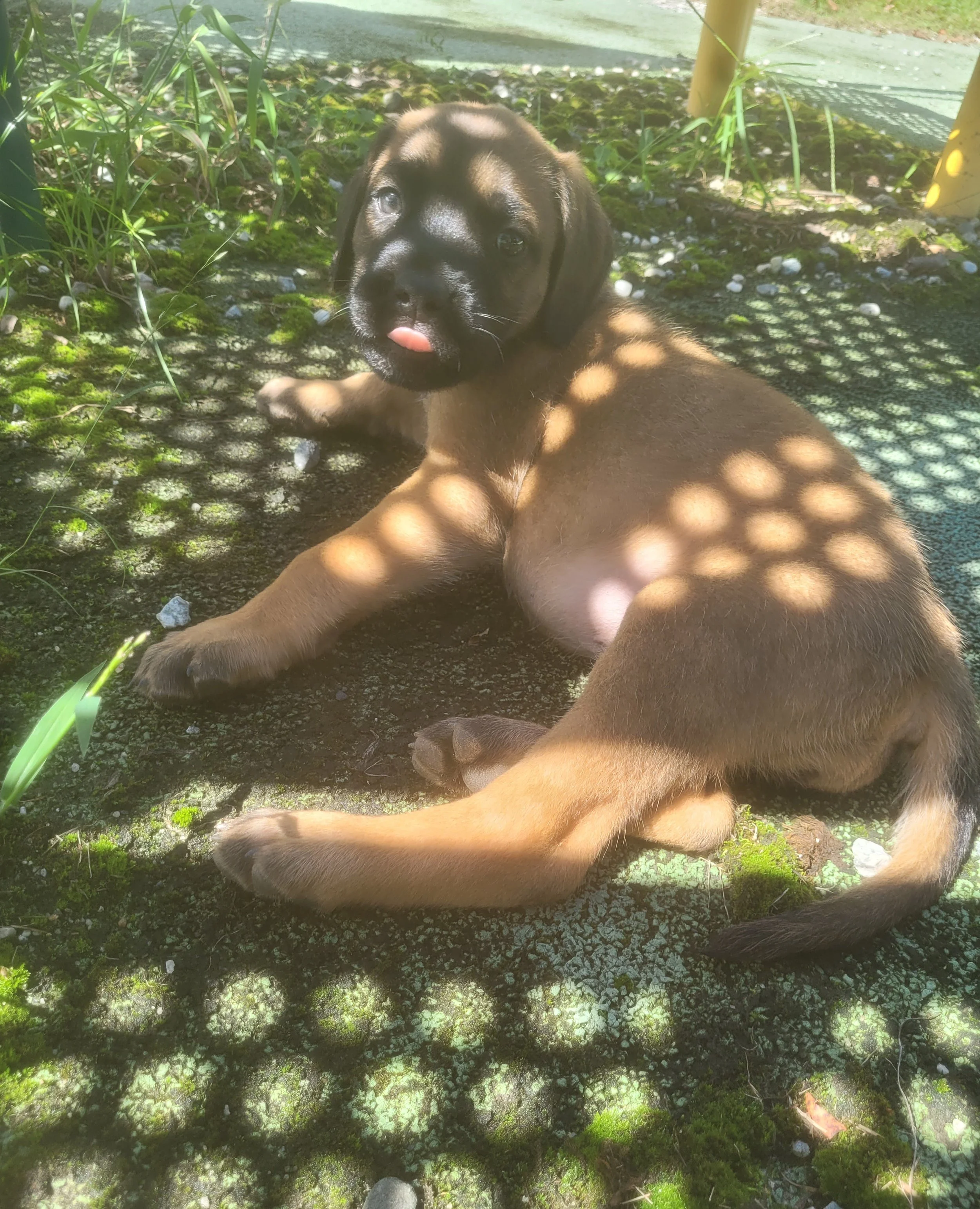 Bonnie has reached 8 pounds and is growing into quite the little personality. She continues to greet people with enthusiasm and loves being included in whatever the family is doing. Her confidence is growing alongside her curiosity, and she is becomi