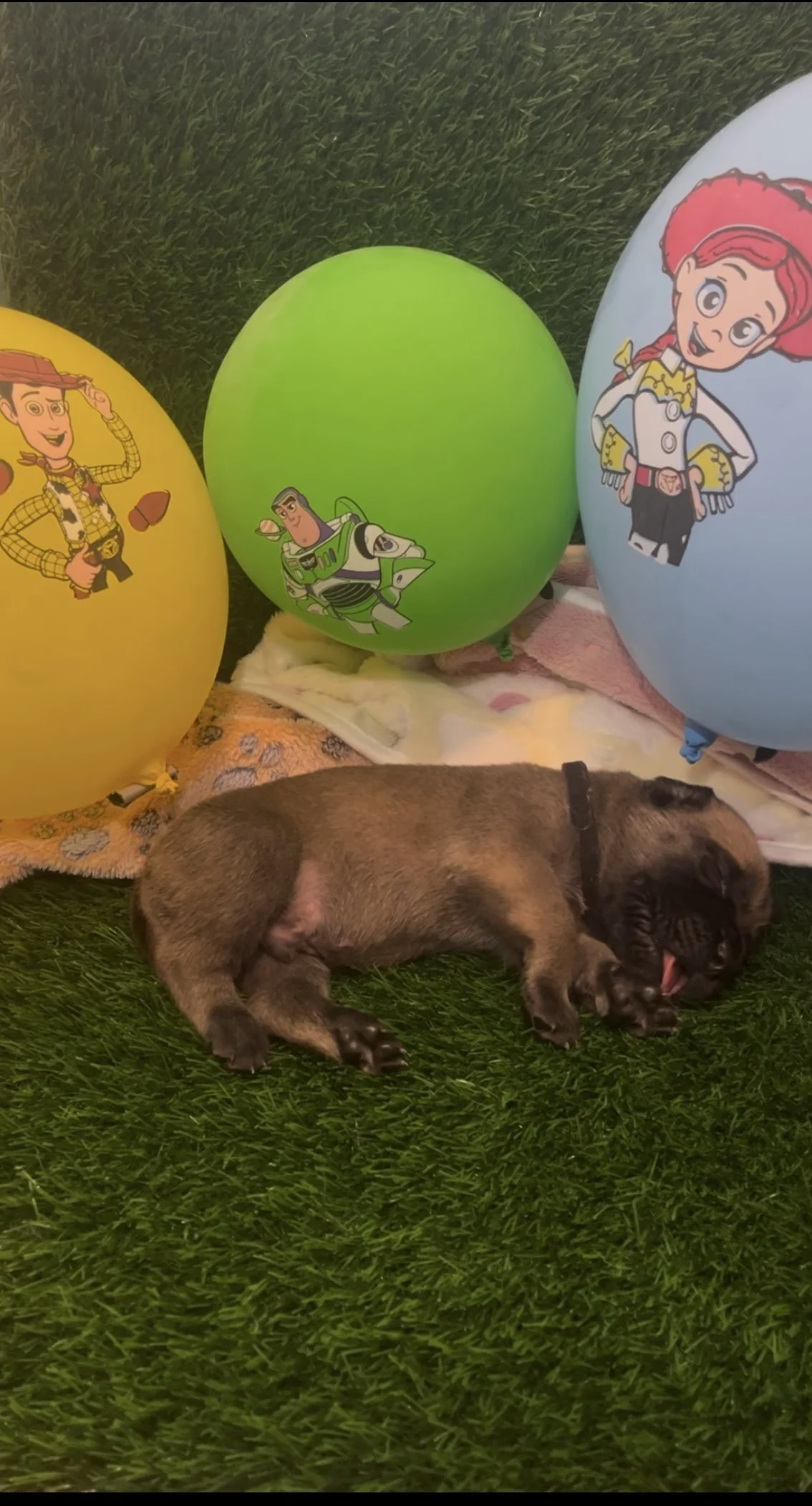 Hamm has kept up in size/weight with his littermates, he's 2 & 3/4 pounds. Hamm has been seen without his collar on than with this week! He has been seen walking away from his litter, going potty, and returning, eyes closed!