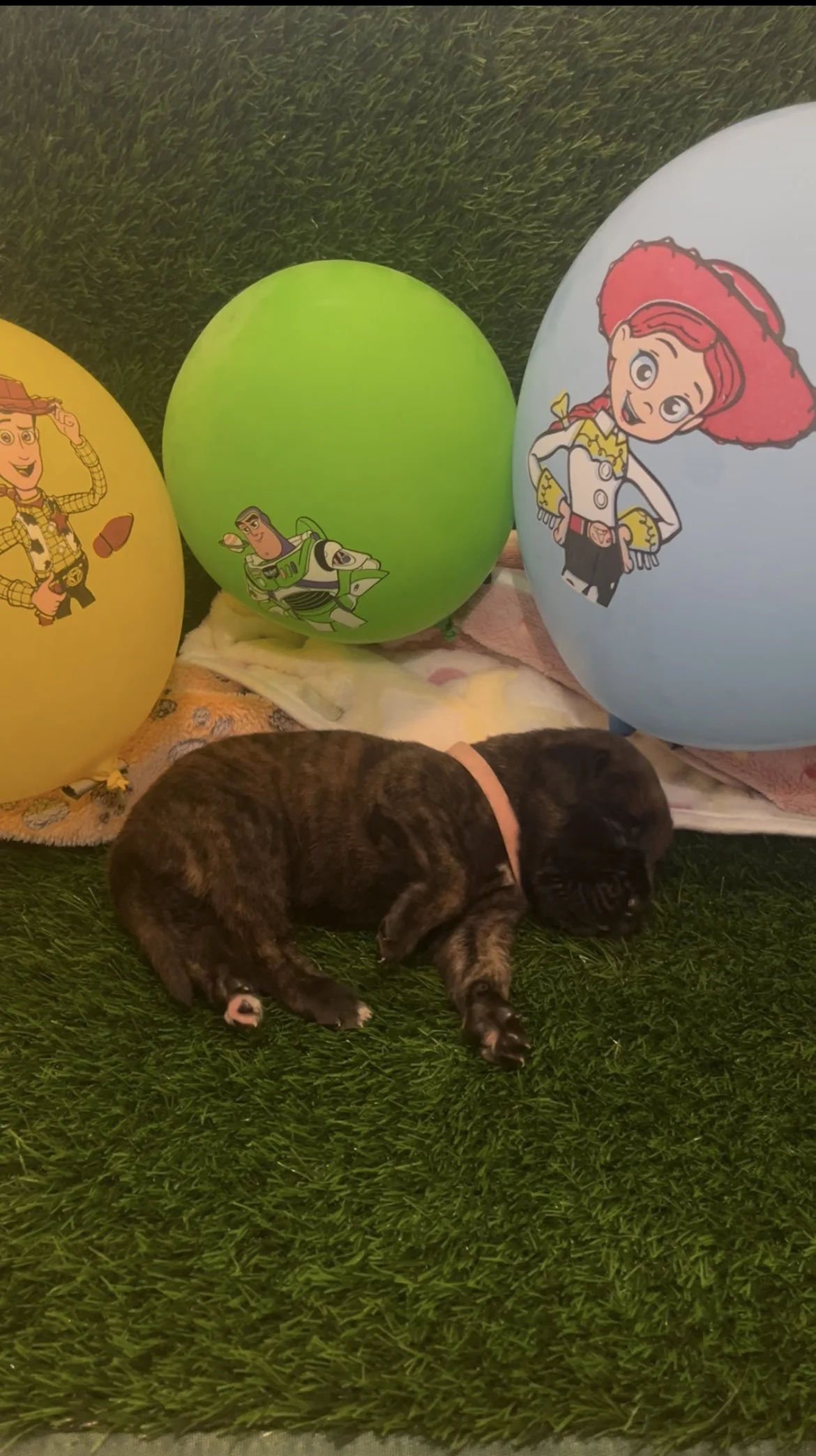 Little Bo Peep, Week 2. Healthy and happy at 2 & 3/4 pounds. She enjoyed going to the front yard this week and feeling the sun under the shade.
