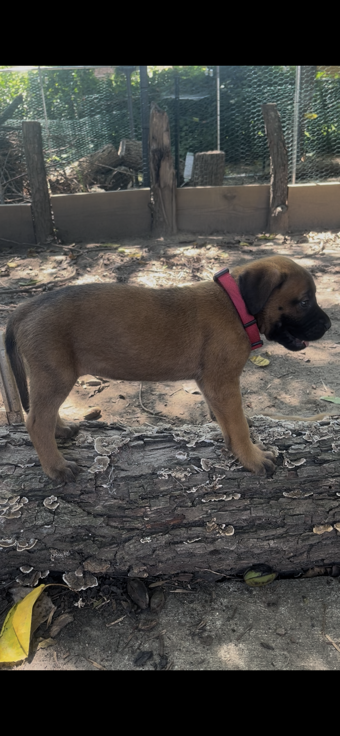 At 6 & 1/4 pounds, Bonnie is becoming a very social little girl. She enjoys following the family around during puppy time and has started showing more interest in toys, especially when someone is sitting nearby encouraging her to play. She is also be