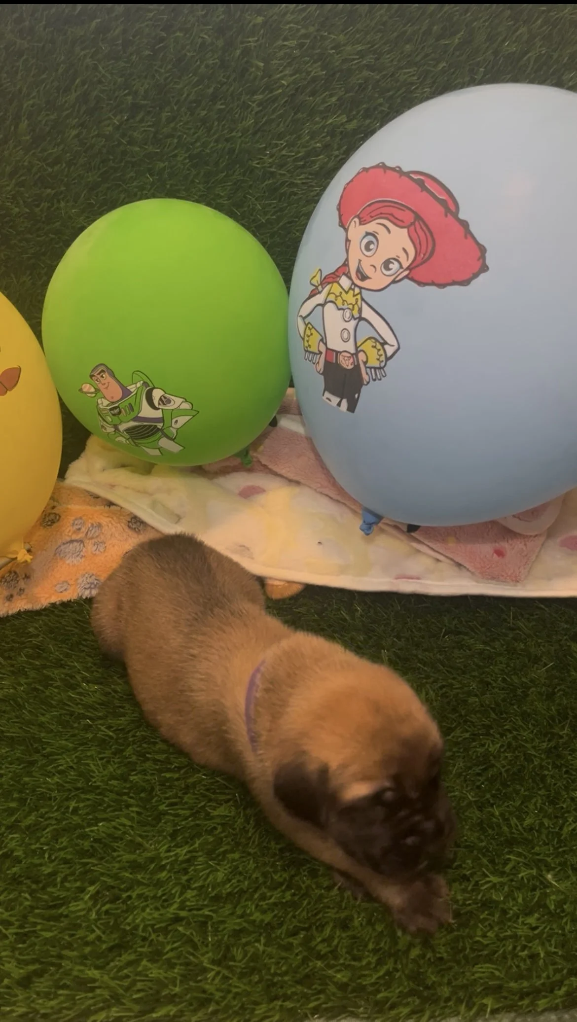 Buzz has remained a large boy, now reaching 3 pounds. His eyes appear to creak open sometimes, we cannot wait to welcome him and the rest of his siblings to the world.