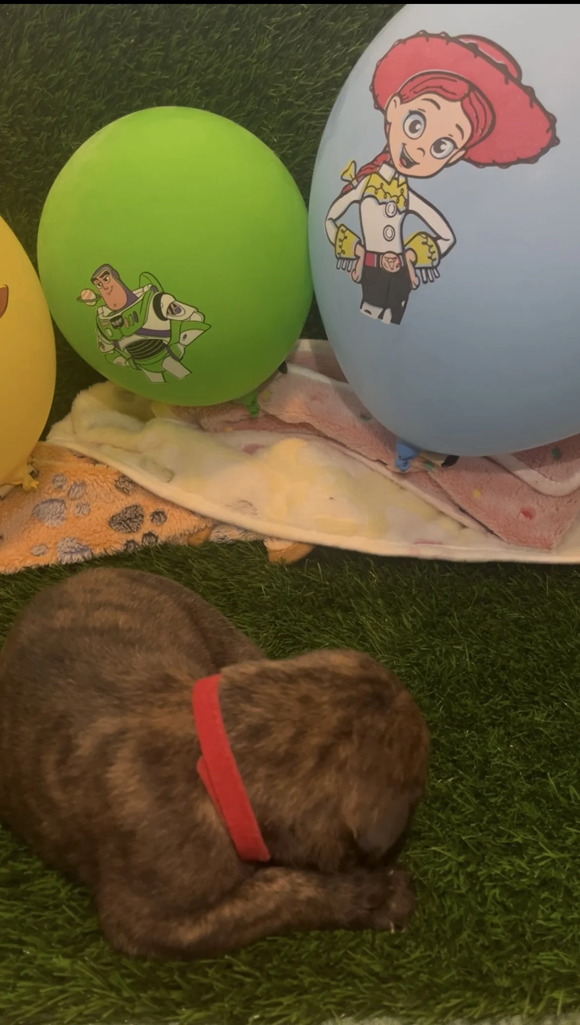 Jessie during week two reached 2 & 3/4 pounds! She was second to Bonnie with open her eyes for the first time, it's the cutest thing to watch. Jessie attempts sitting up on her own and walking across her litter to reach mama.